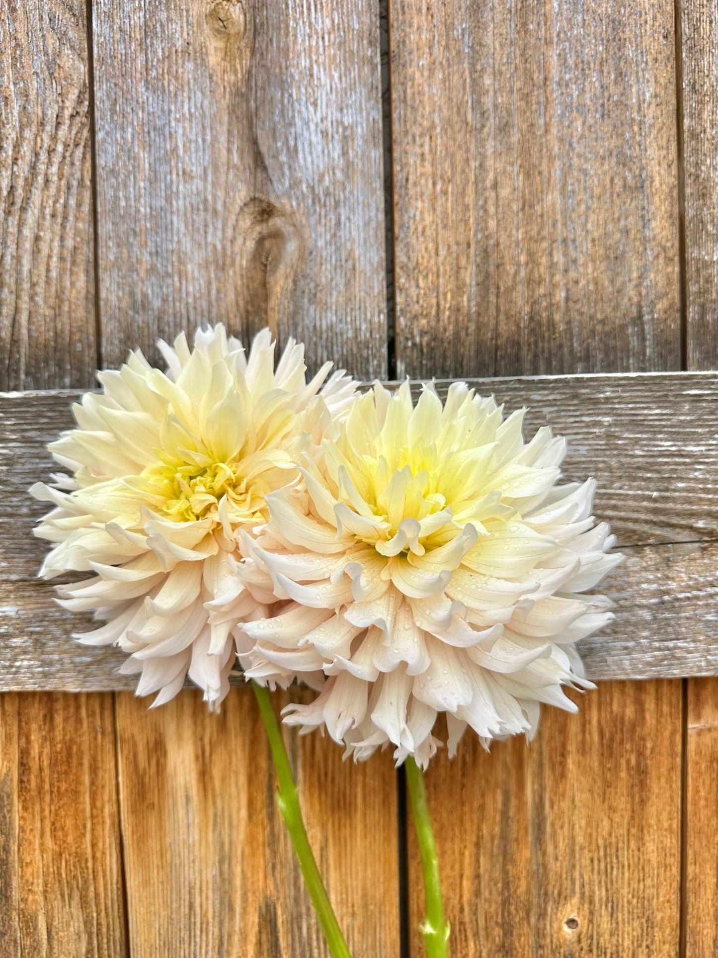 Hapet Champagne dahlia tuber - Pedaling Petals