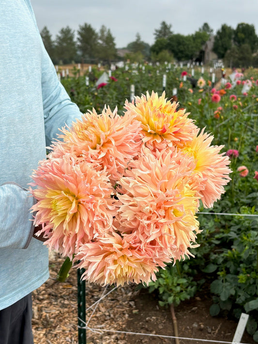 Hapet Champagne dahlia tuber - Pedaling Petals