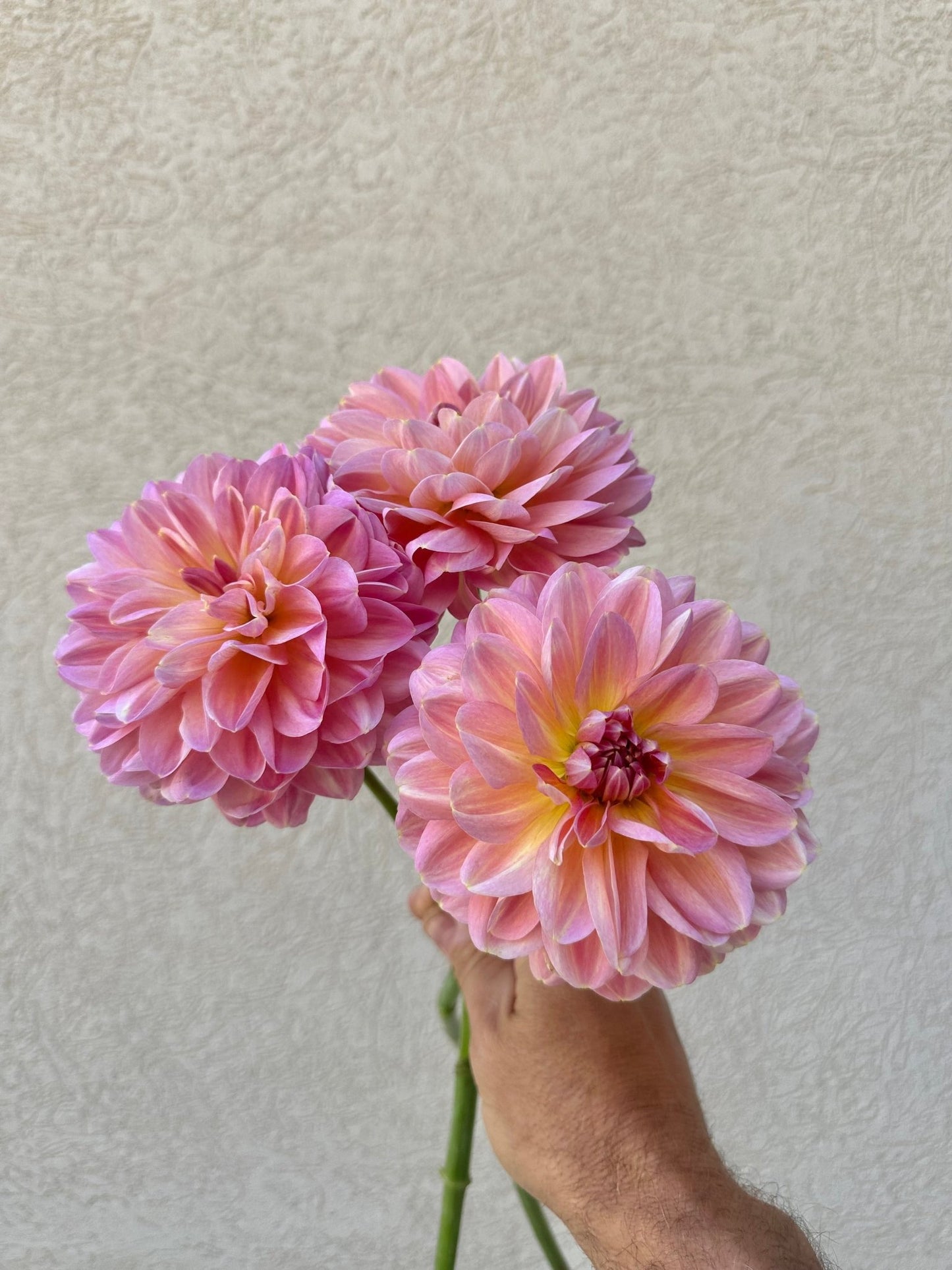 Hapet Old Charm dahlia cutting - Pedaling Petals