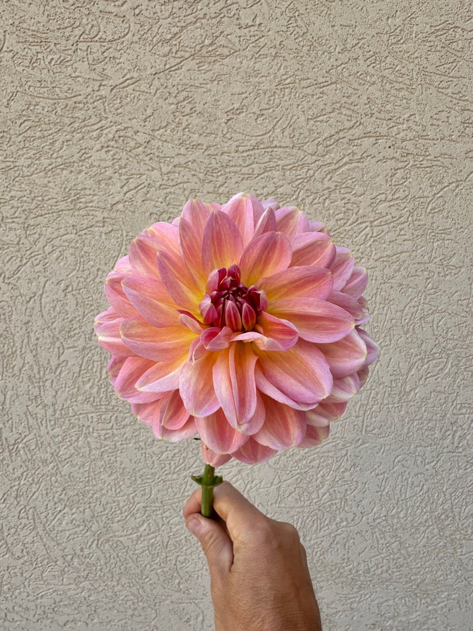 Hapet Old Charm dahlia cutting - Pedaling Petals