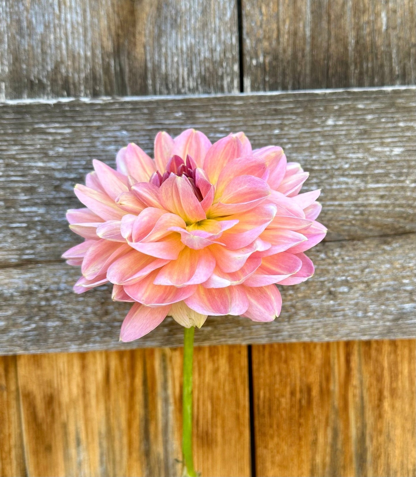 Hapet Old Charm dahlia cutting - Pedaling Petals