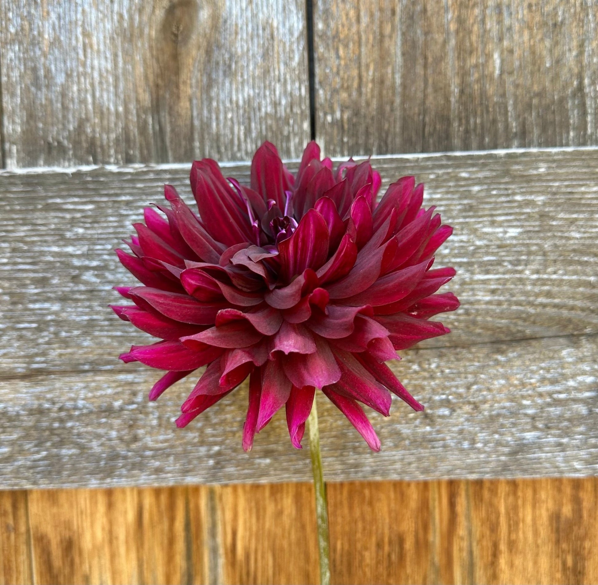 Hollyhill Black Beauty dahlia - Pedaling Petals
