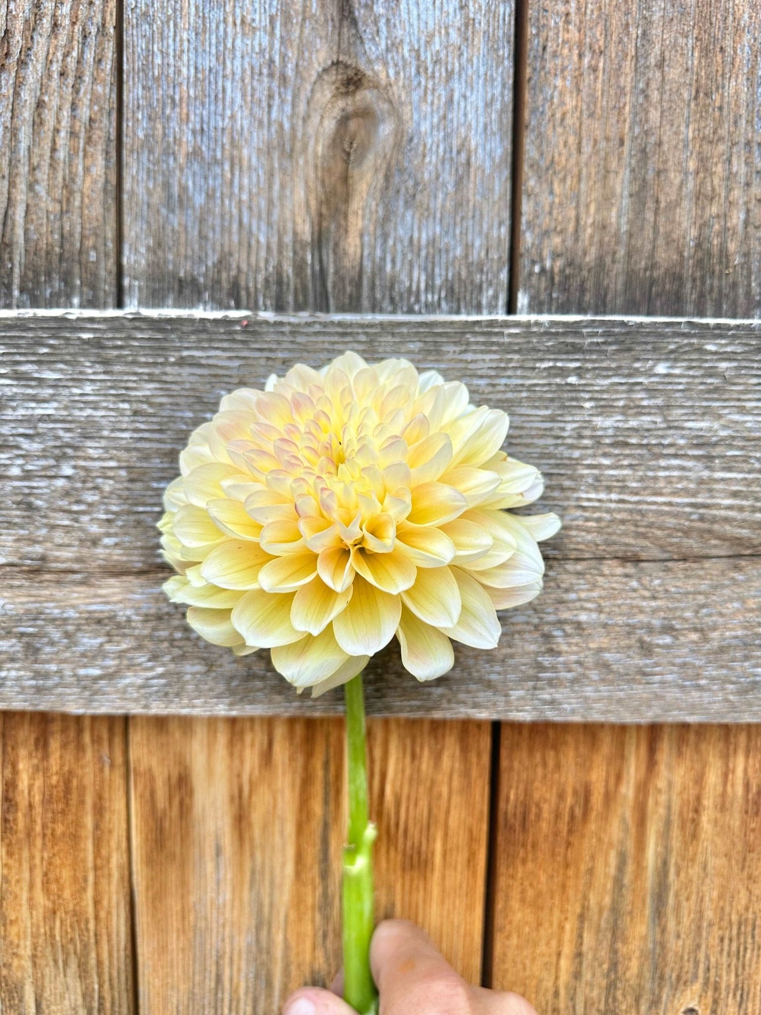 Honey Dew Dahlia tuber - Pedaling Petals
