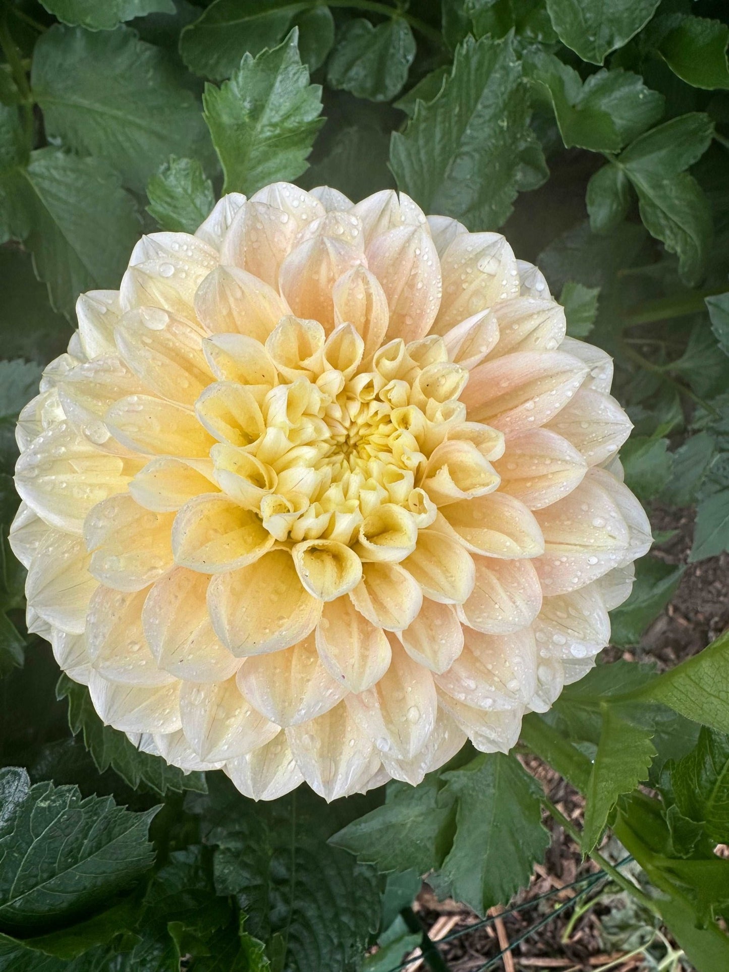 Honey Dew Dahlia tuber - Pedaling Petals