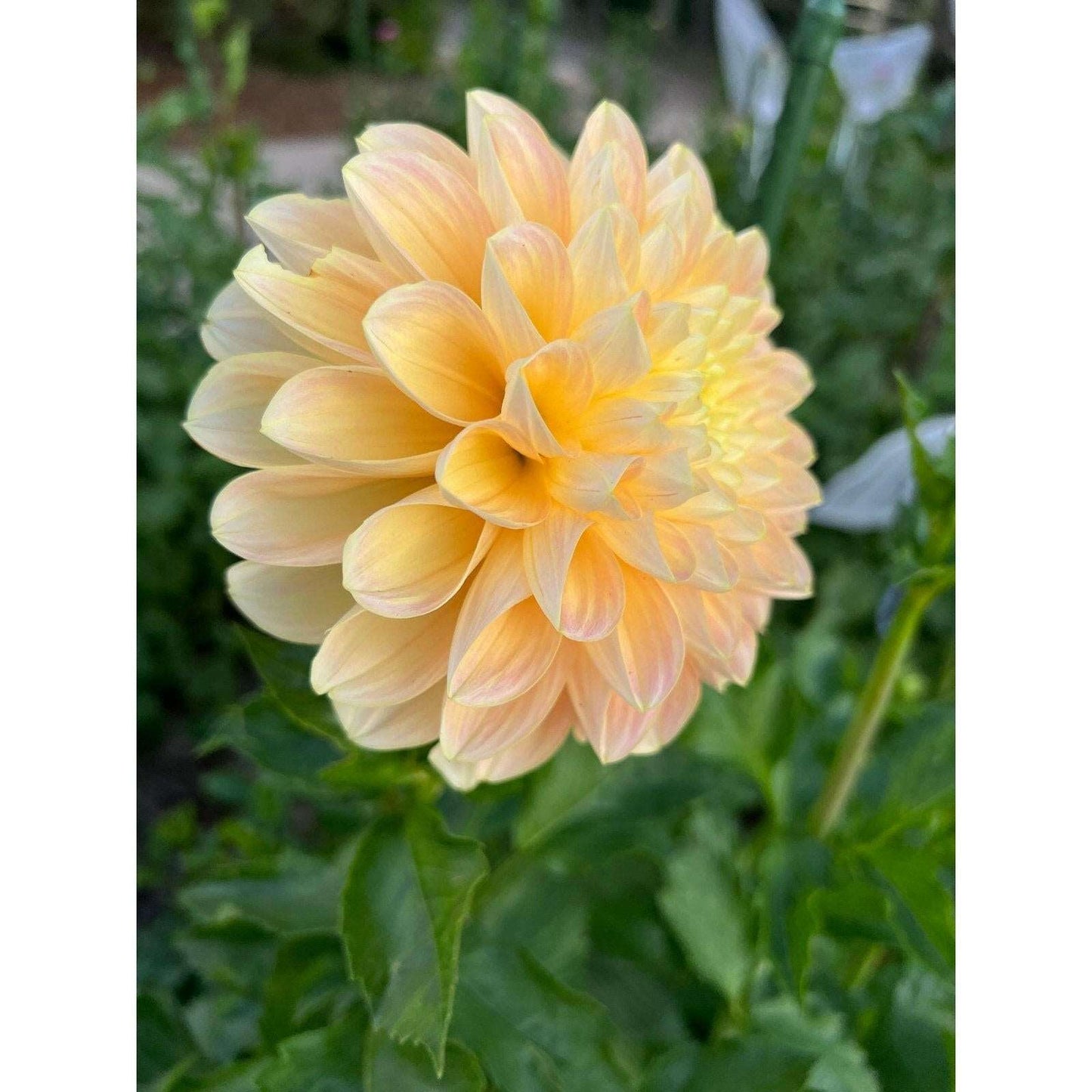 Honey Dew Dahlia tuber - Pedaling Petals