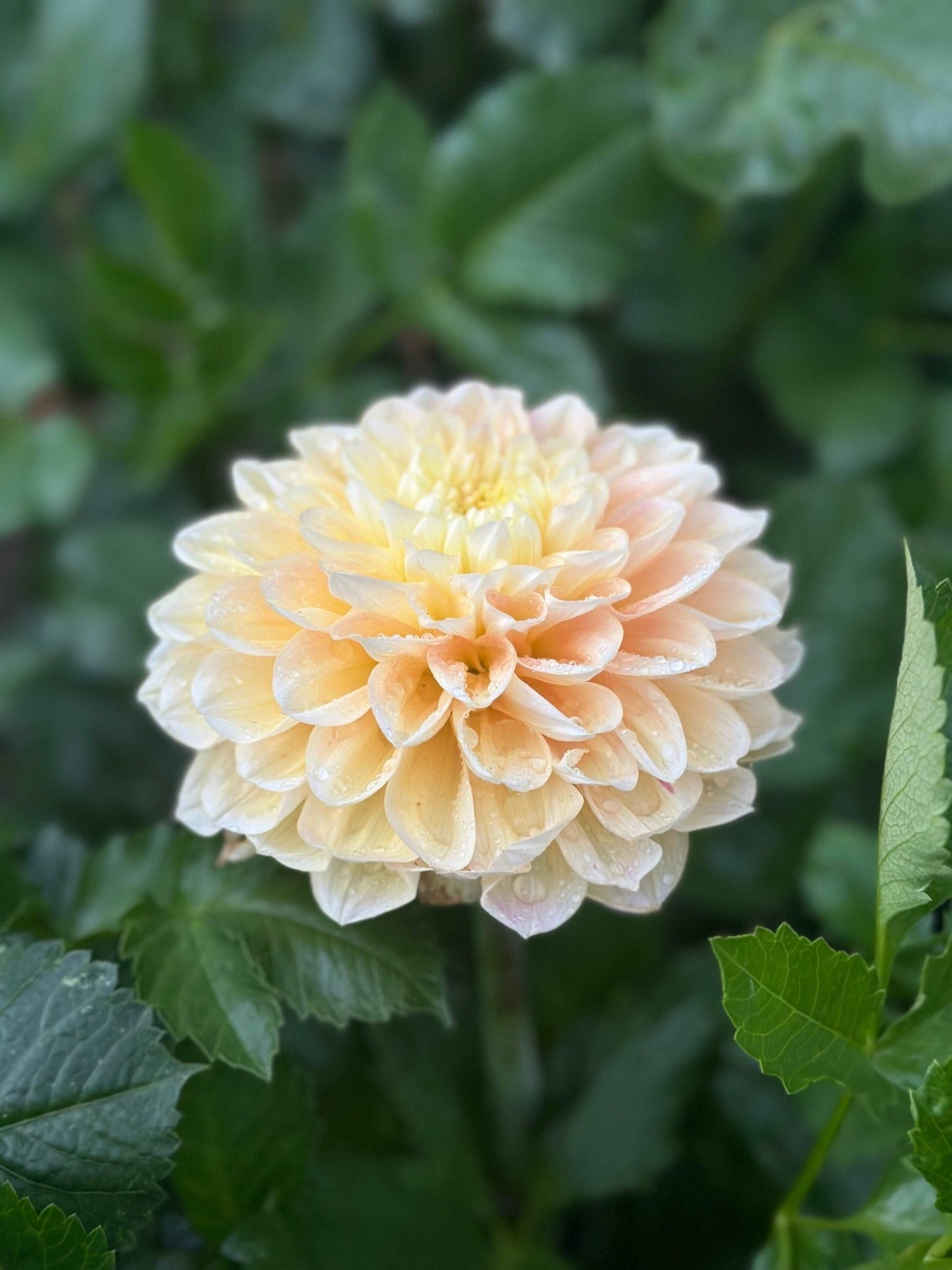 Honey Dew Dahlia tuber - Pedaling Petals