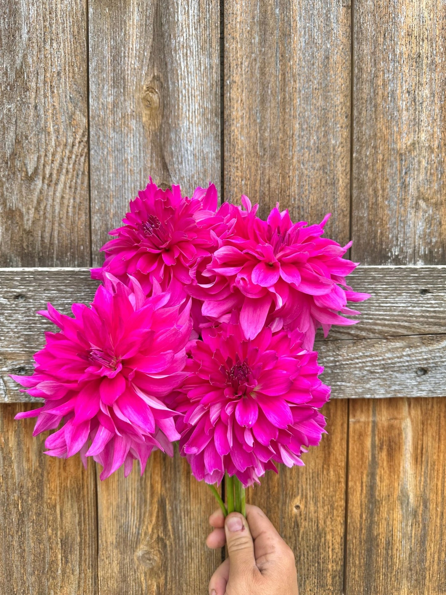 I'm a Hottie Dahlia tuber - Pedaling Petals