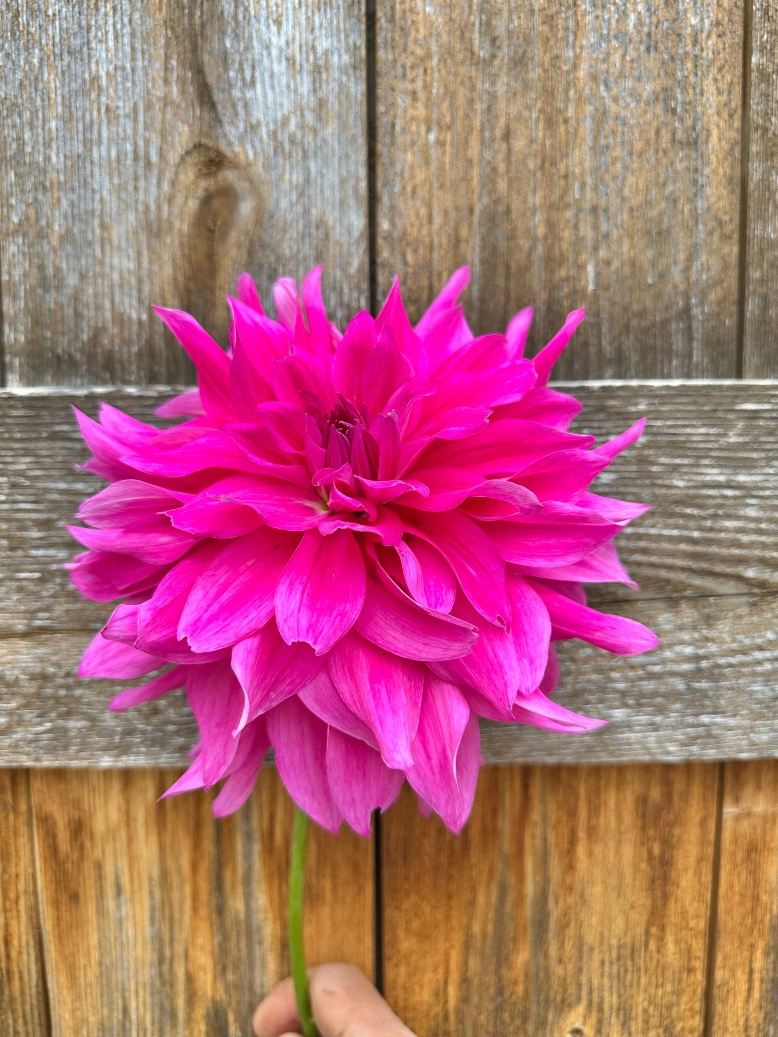I'm a Hottie Dahlia tuber 5 pack - Pedaling Petals