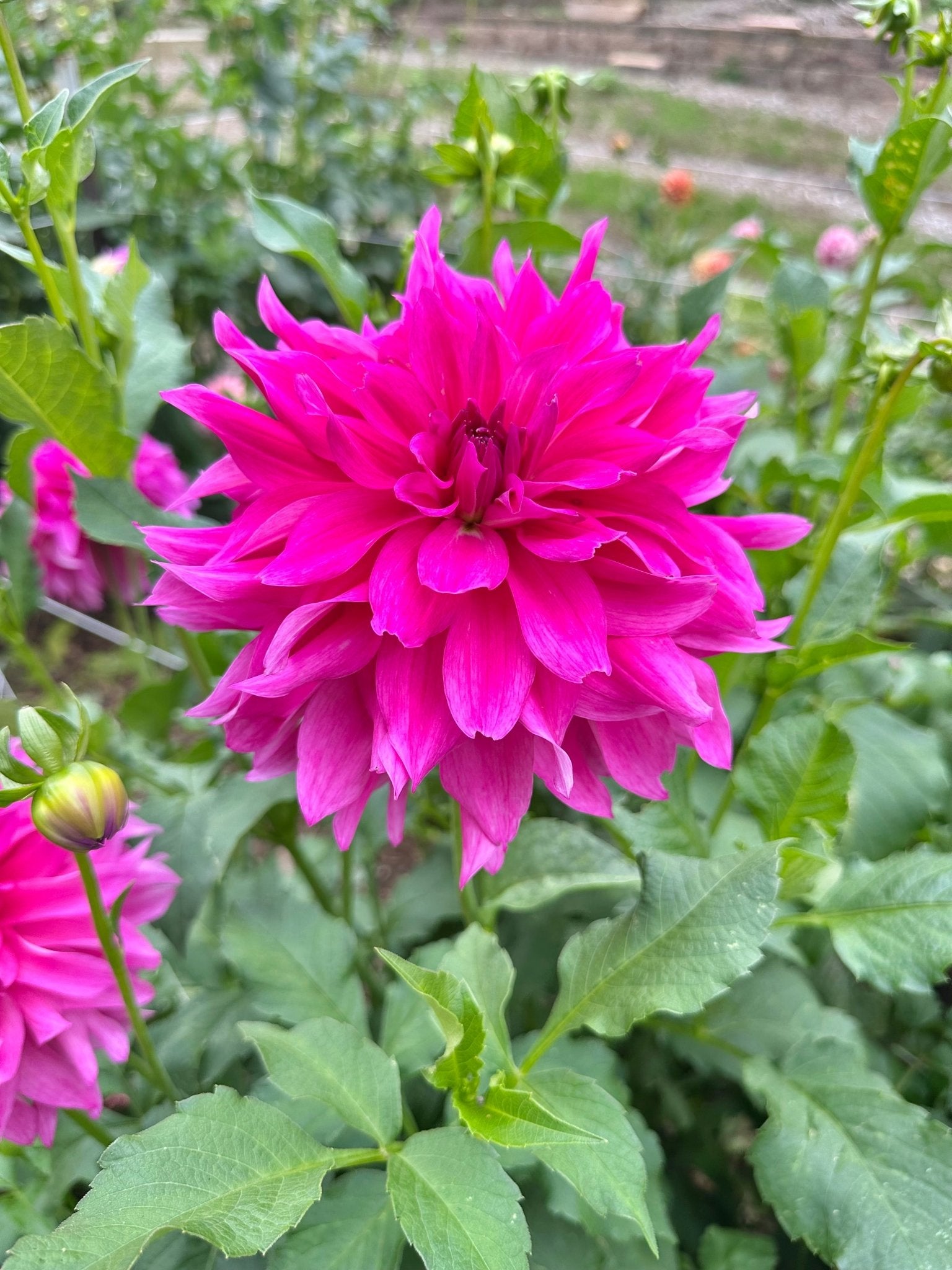 I'm a Hottie Dahlia tuber - Pedaling Petals