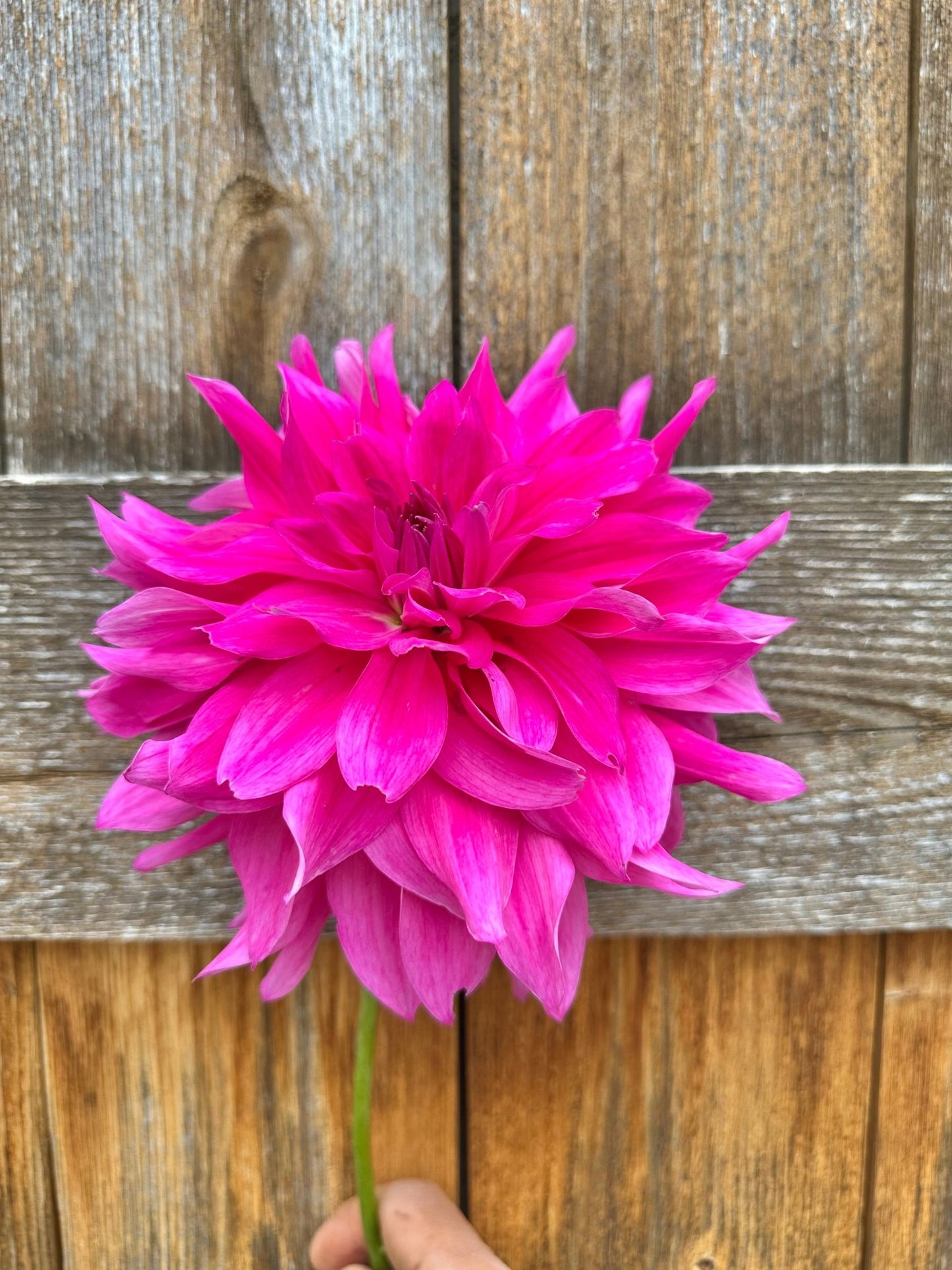 I'm a Hottie Dahlia tuber - Pedaling Petals