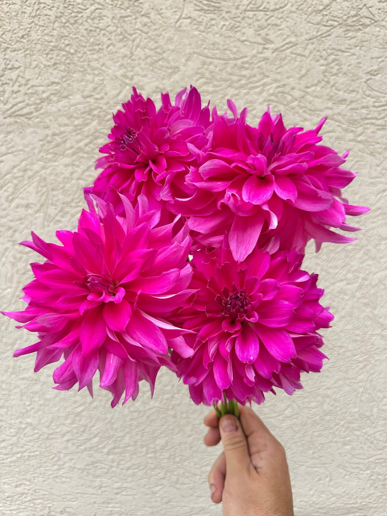 I'm a Hottie Dahlia tuber - Pedaling Petals