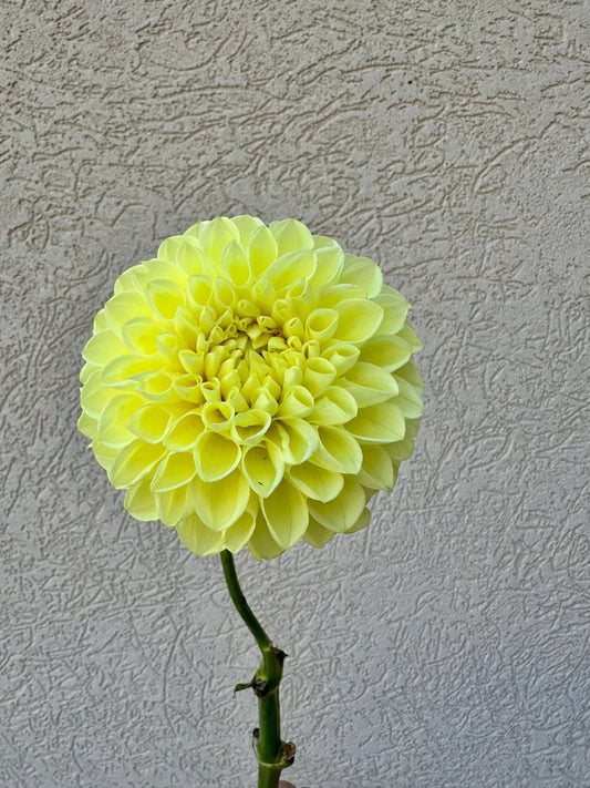 Jowey Martina dahlia - Pedaling Petals