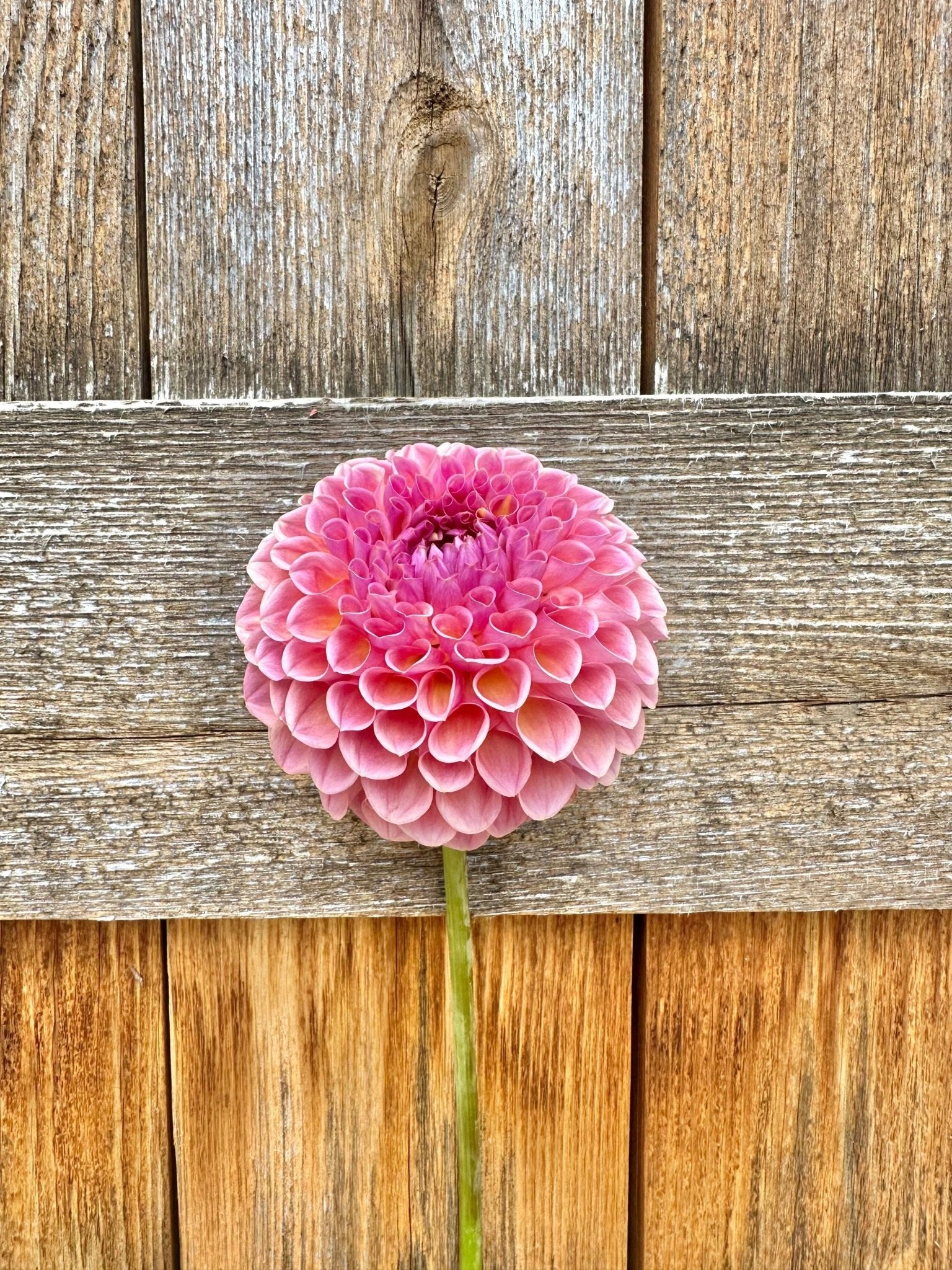 Jowey Winnie dahlia - Pedaling Petals