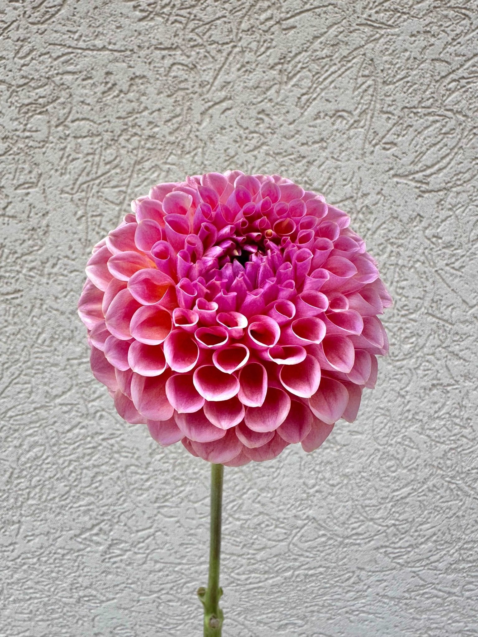 Jowey Winnie dahlia - Pedaling Petals