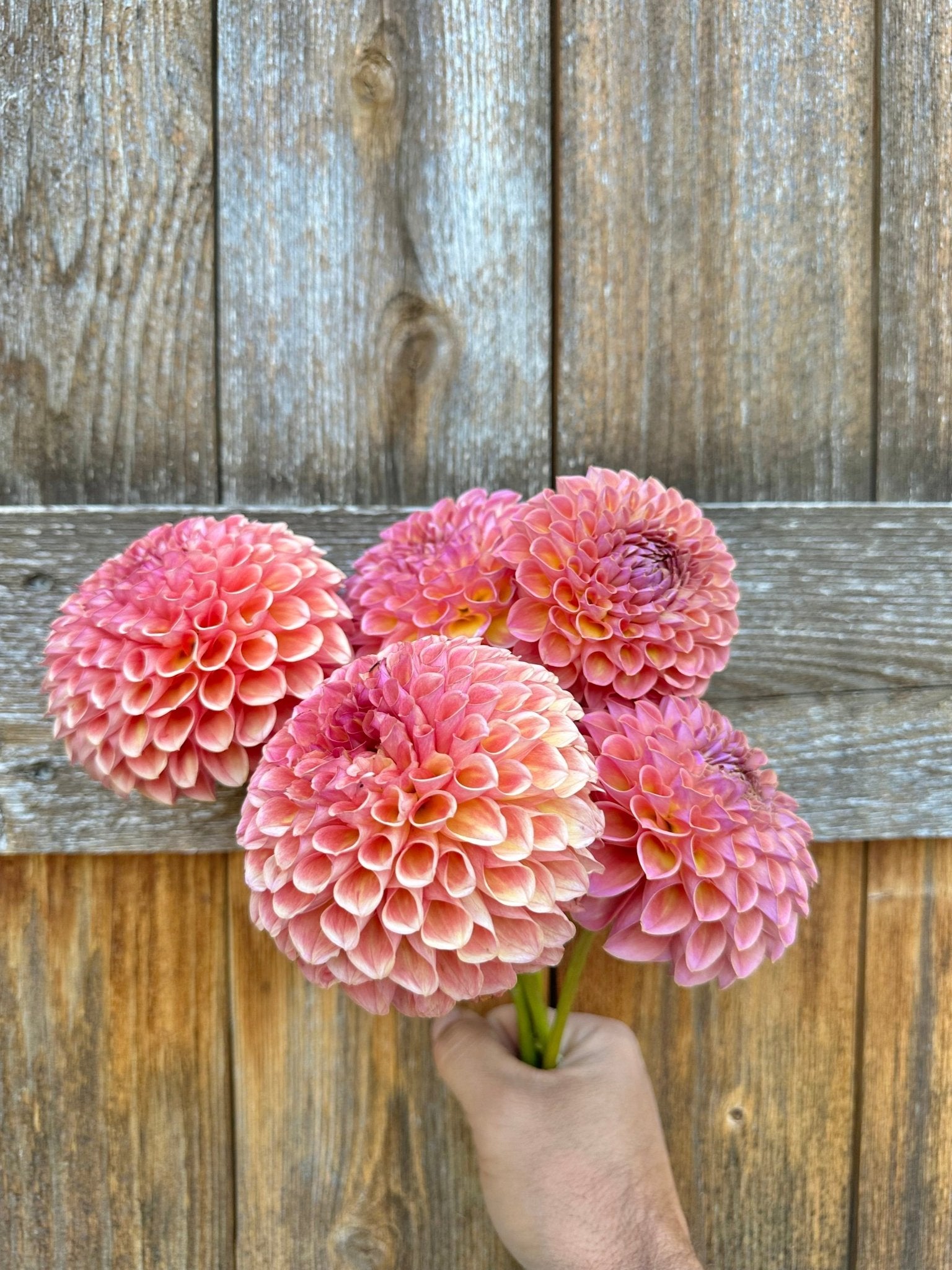 Jowey Winnie dahlia - Pedaling Petals