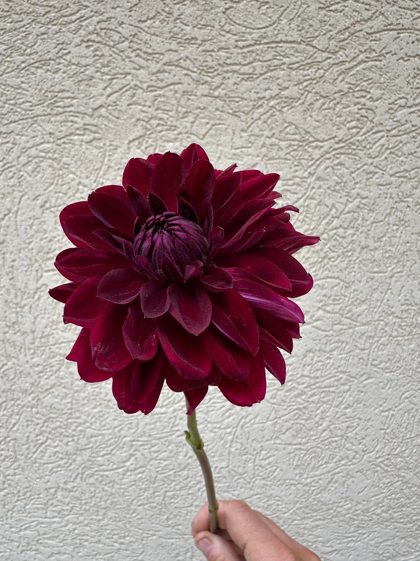 Kaisha Lea dahlia tuber - Pedaling Petals