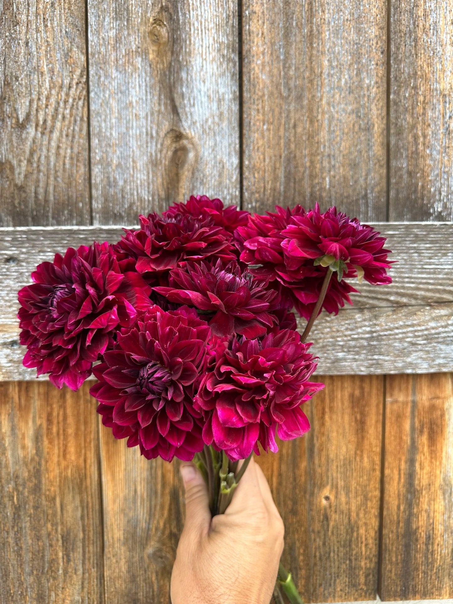 Kaisha Lea dahlia tuber - Pedaling Petals