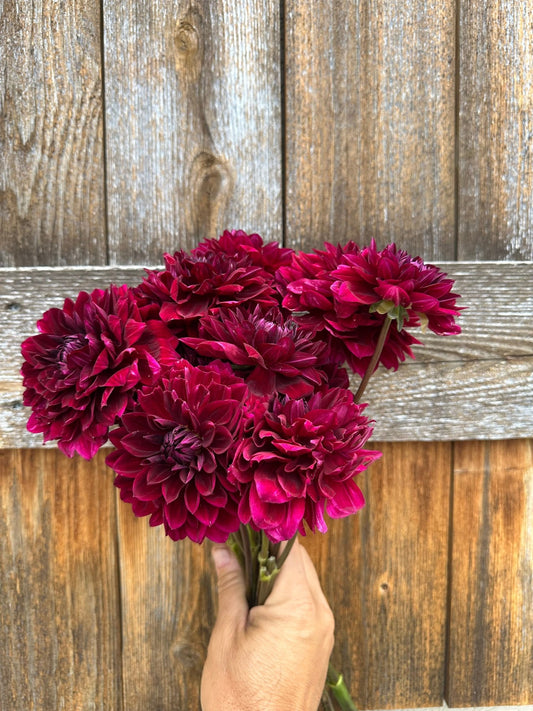 Kaisha Lea dahlia tuber - Pedaling Petals