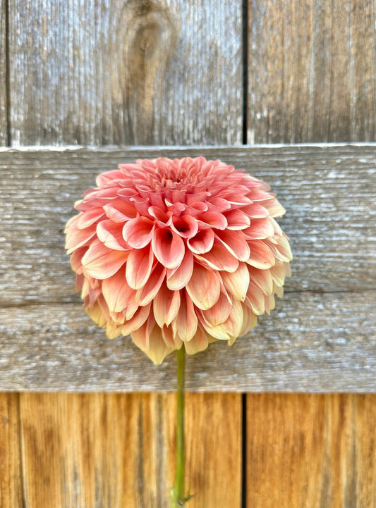 KA's® Apricot Jam dahlia cutting - Pedaling Petals