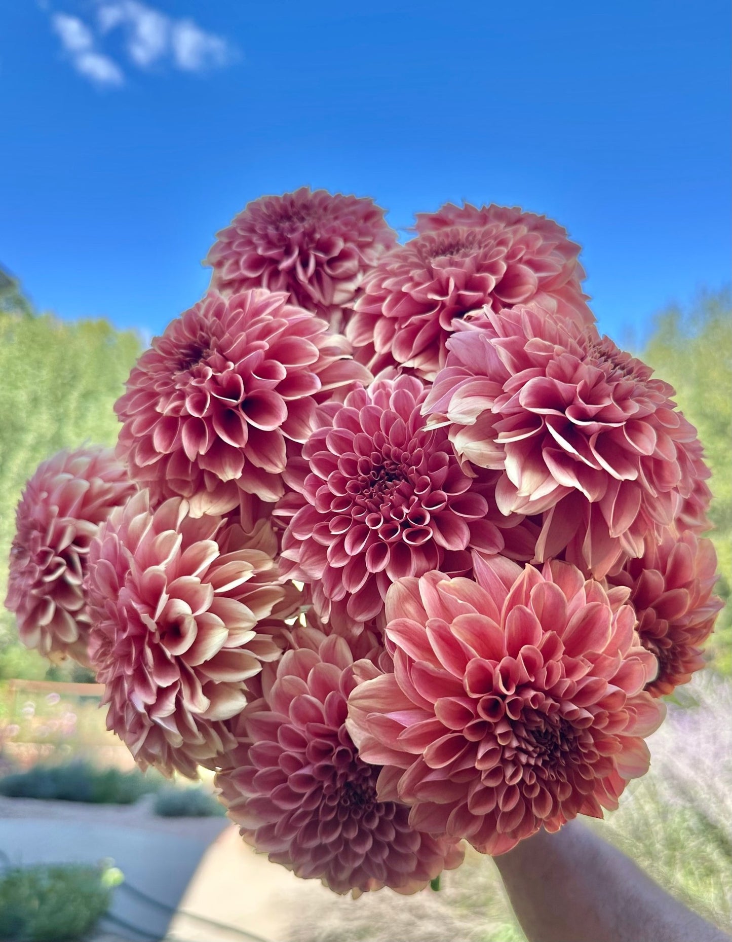 KA's® Apricot Jam dahlia cutting - Pedaling Petals