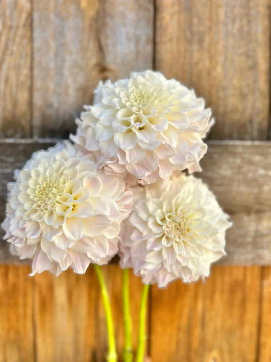 KA's® Bella Luna dahlia tuber - Pedaling Petals