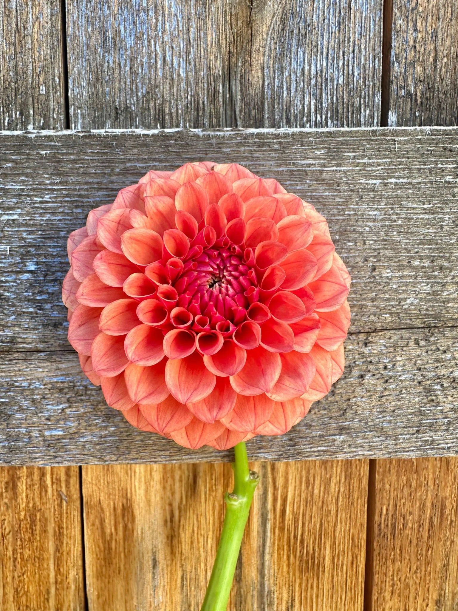 KA's® Blood Orange dahlia tuber - Pedaling Petals