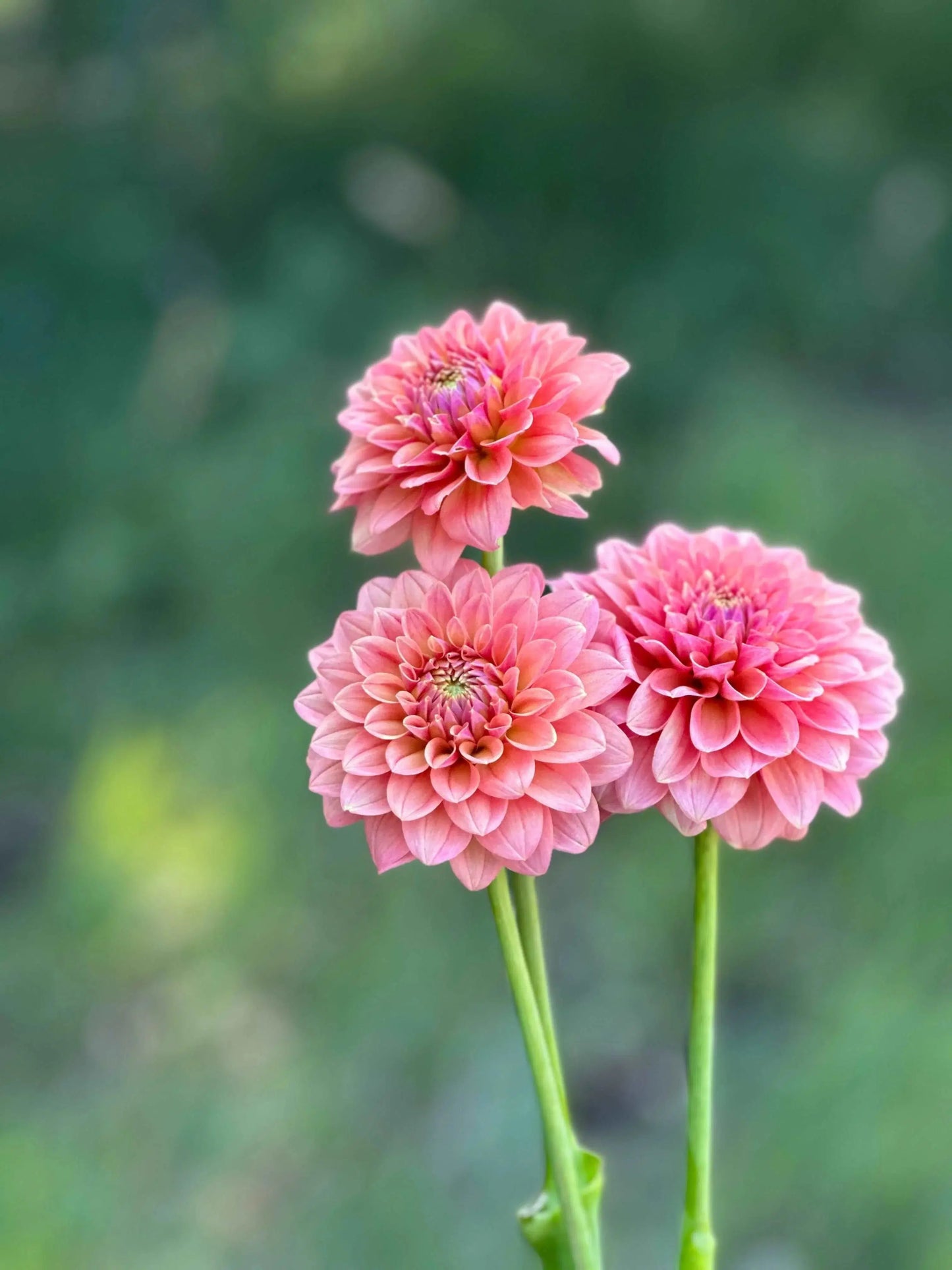 KA's® Boho Peach dahlia tuber - Pedaling Petals