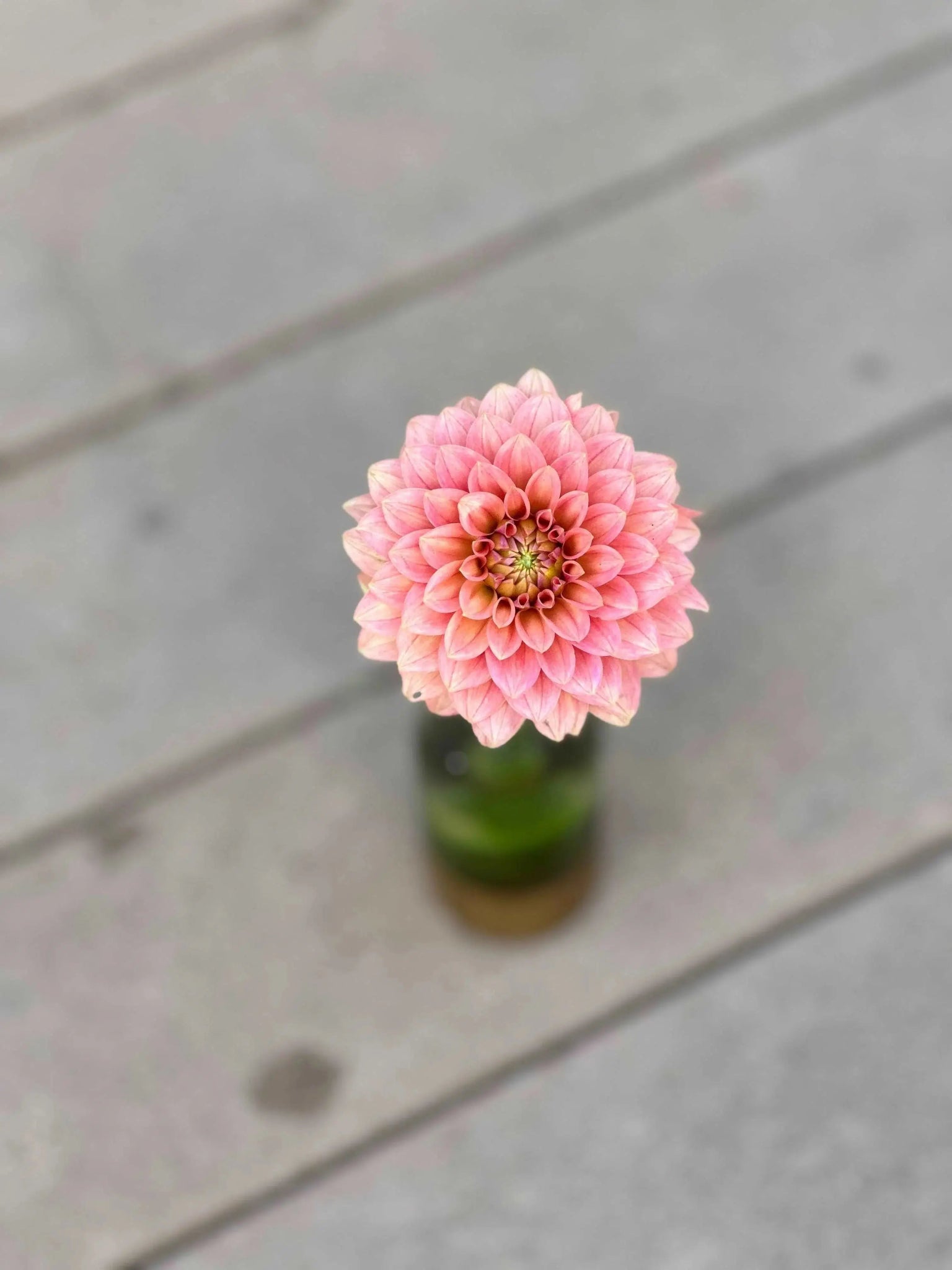 KA's® Boho Peach dahlia tuber - Pedaling Petals