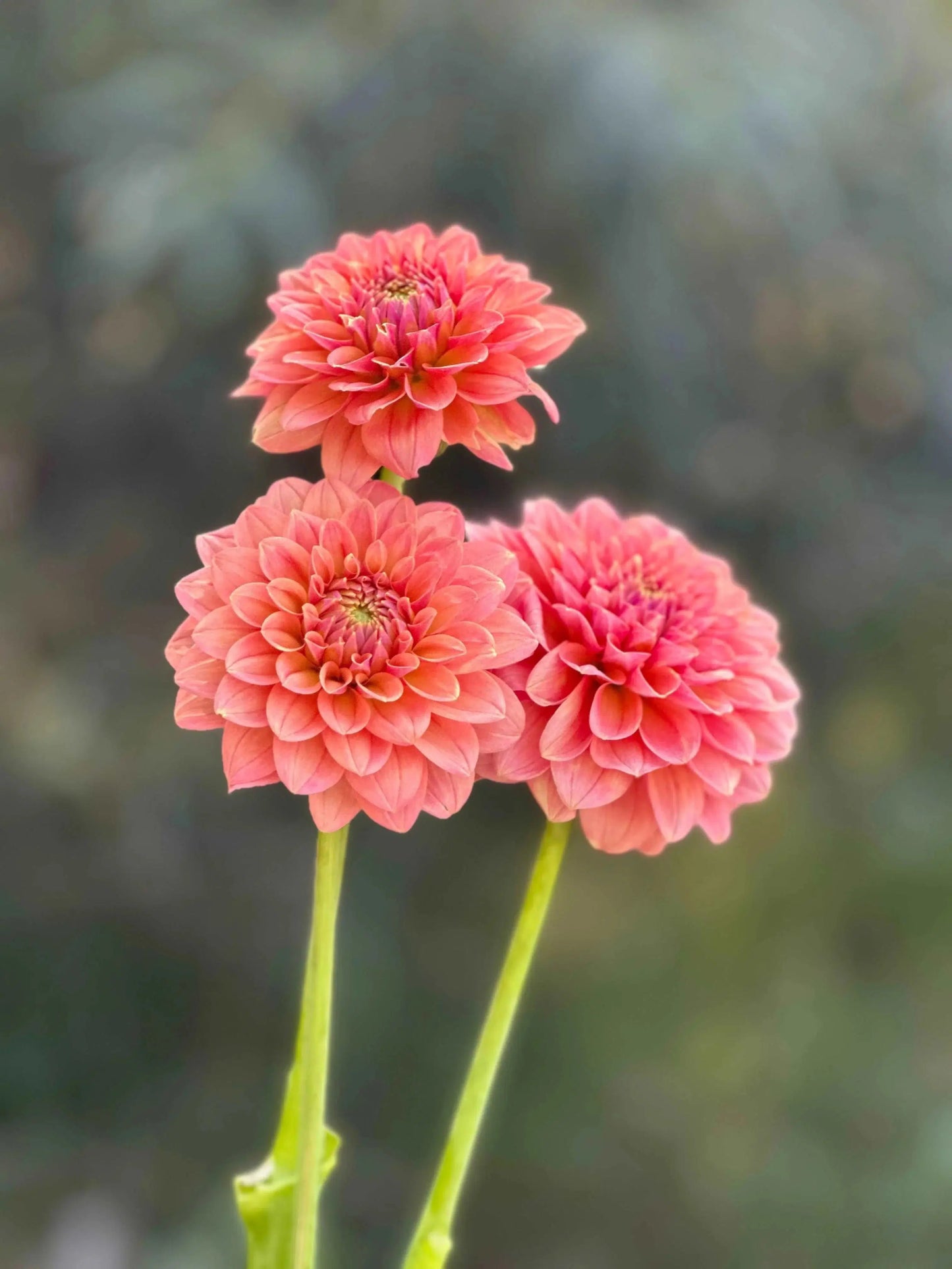 KA's® Boho Peach dahlia tuber - Pedaling Petals