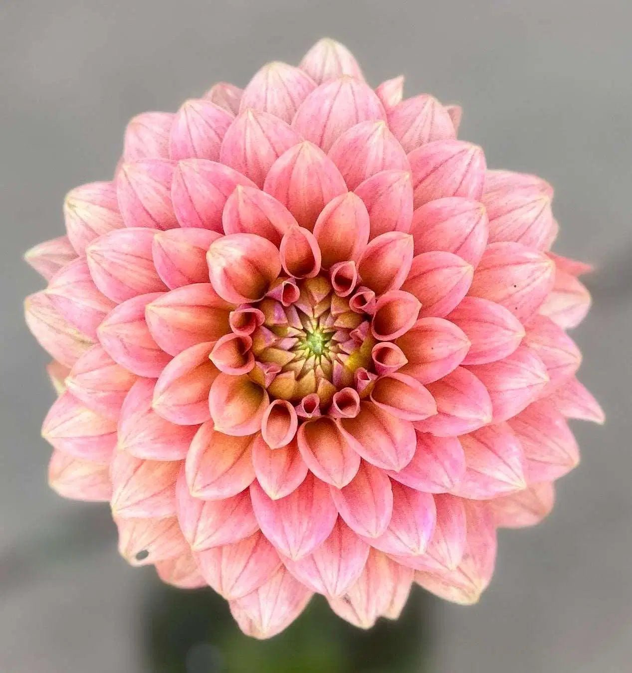KA's® Boho Peach dahlia tuber - Pedaling Petals