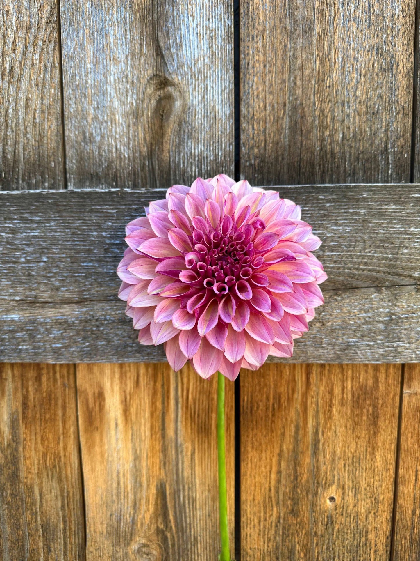 KA's® Cafe Mauve dahlia tuber - Pedaling Petals