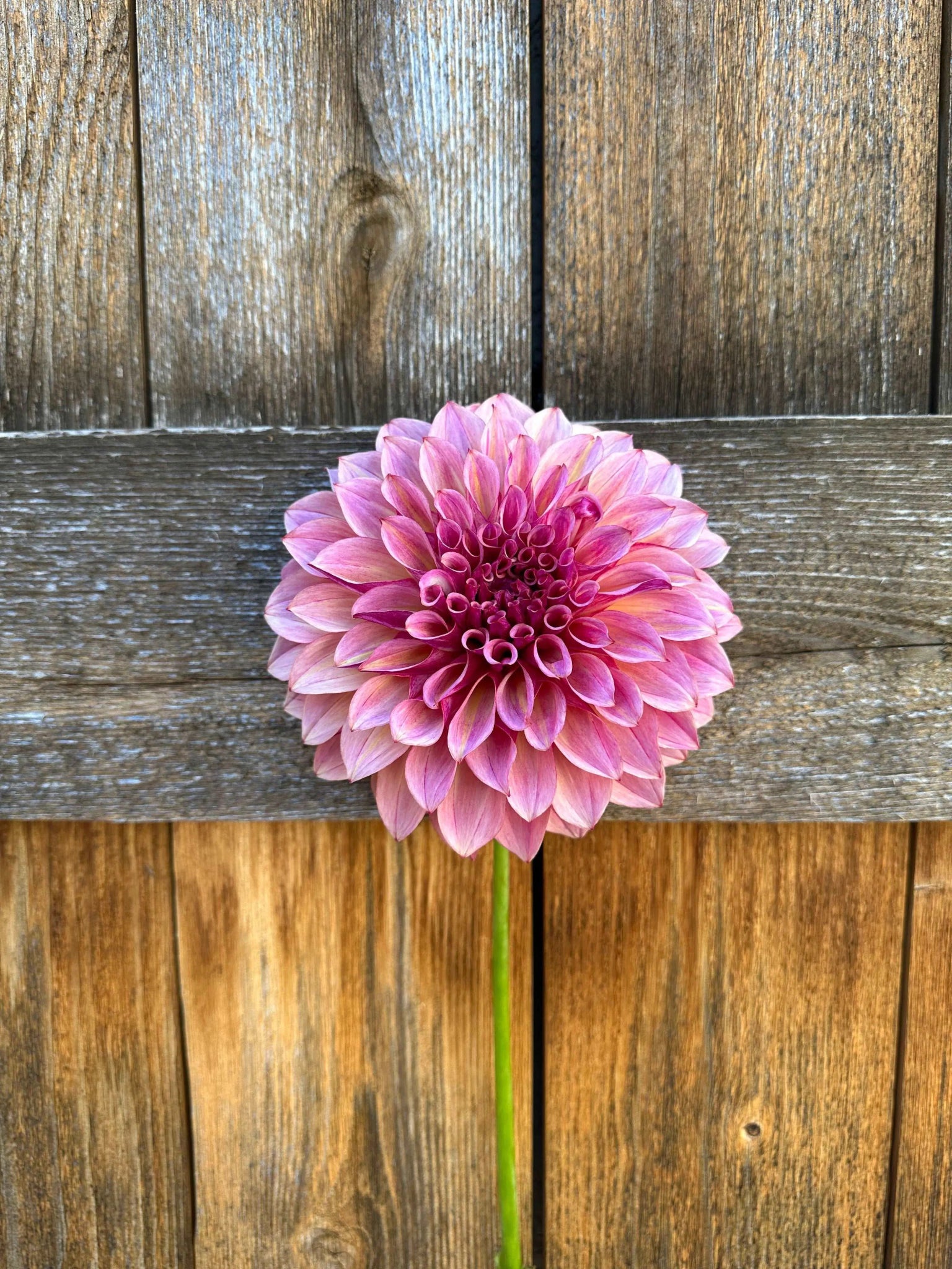 KA's® Cafe Mauve dahlia tuber - Pedaling Petals