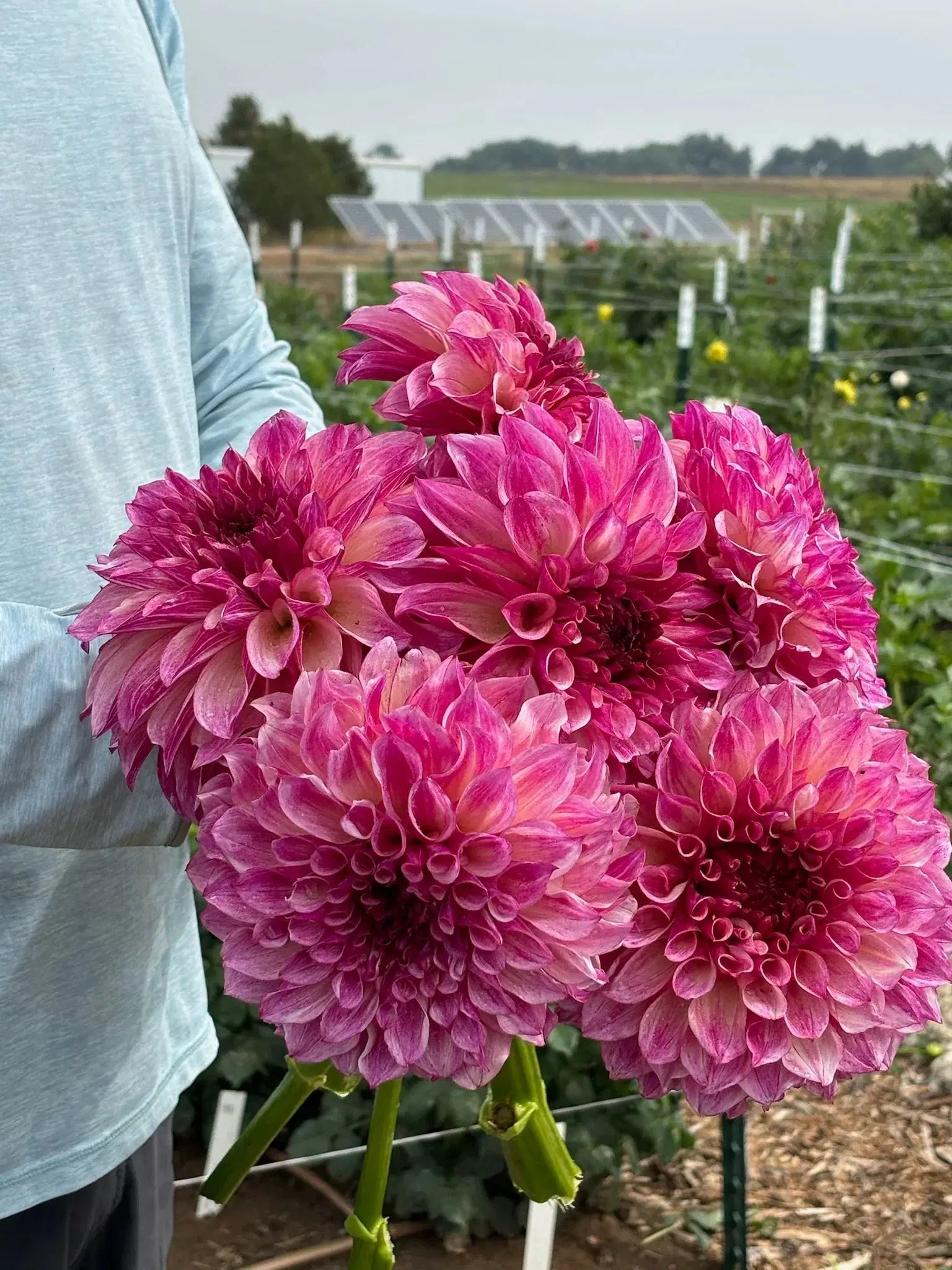 KA's® Cafe Mauve dahlia tuber - Pedaling Petals