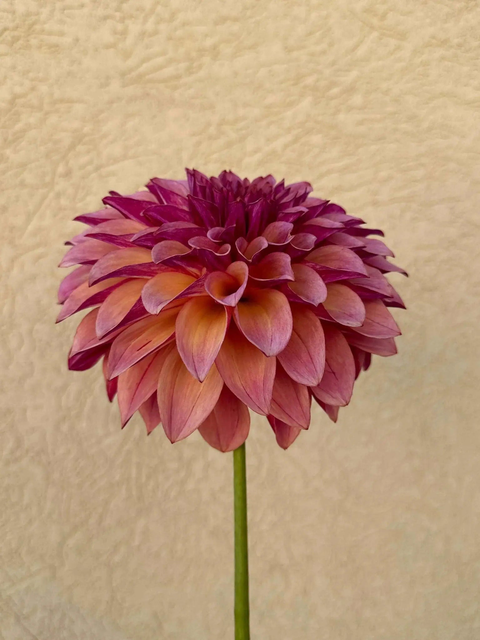 KA's® Cafe Mauve dahlia tuber - Pedaling Petals
