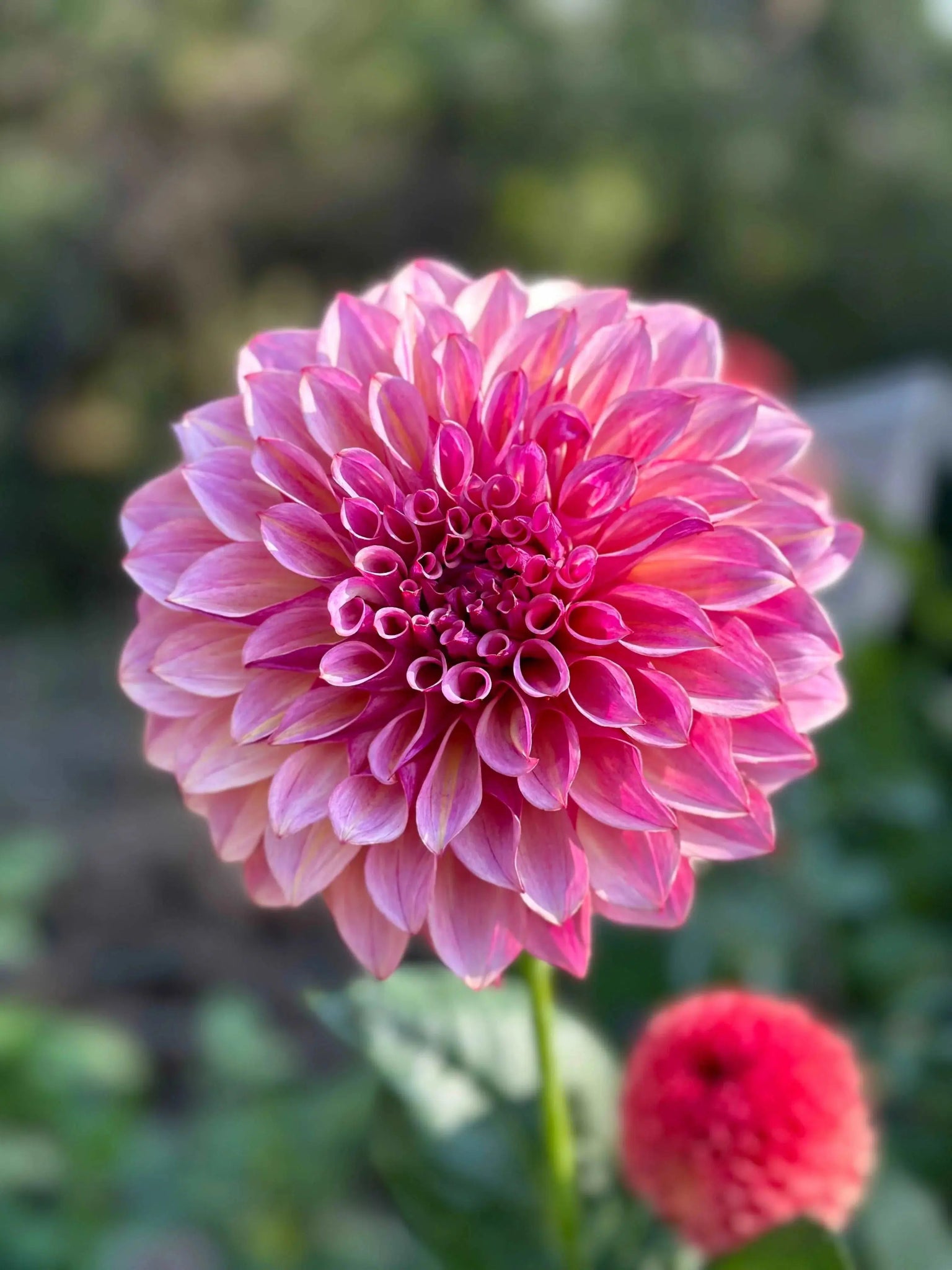 KA's® Cafe Mauve dahlia tuber - Pedaling Petals