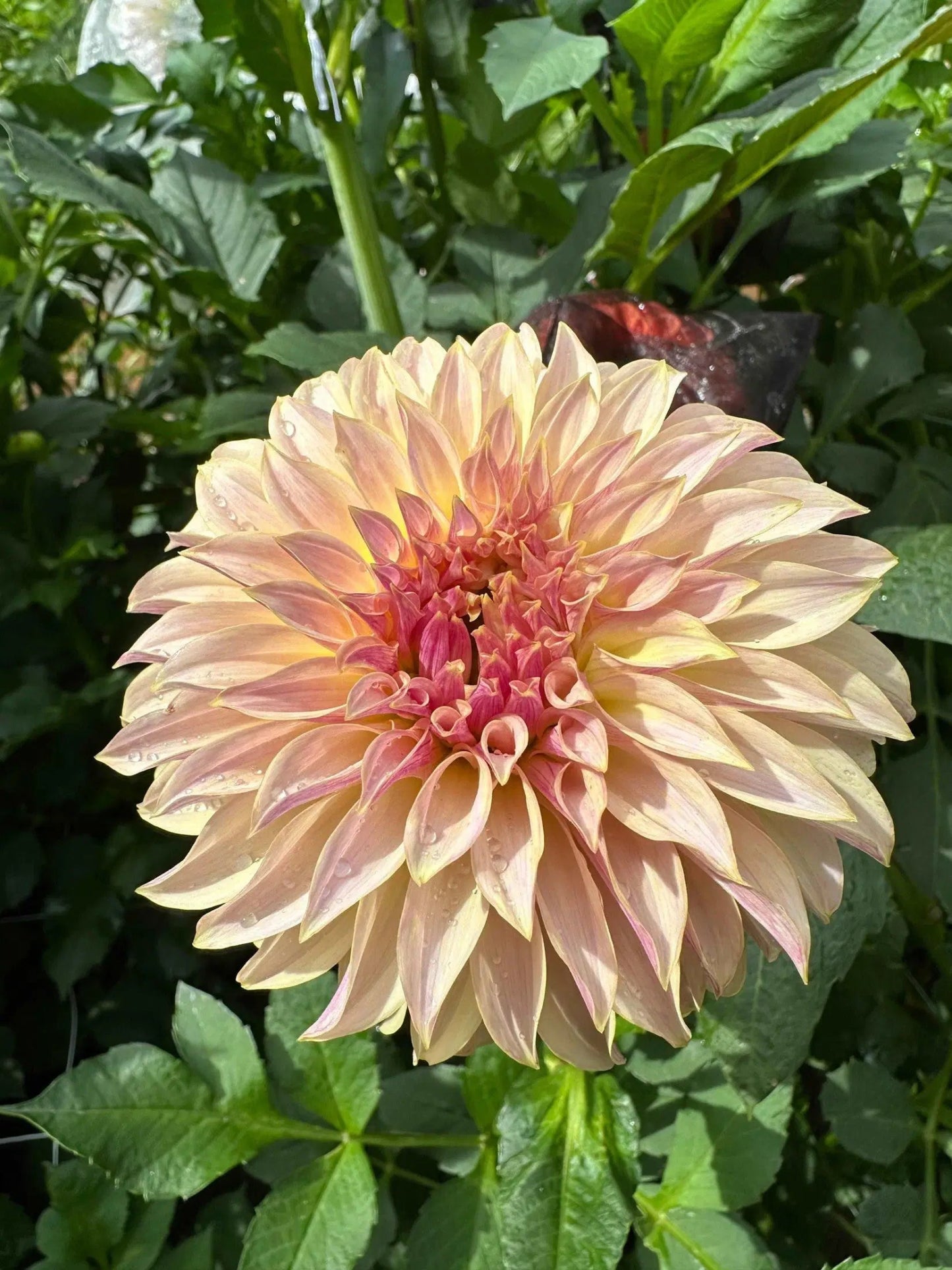 KA's® Champagne dahlia tuber - Pedaling Petals