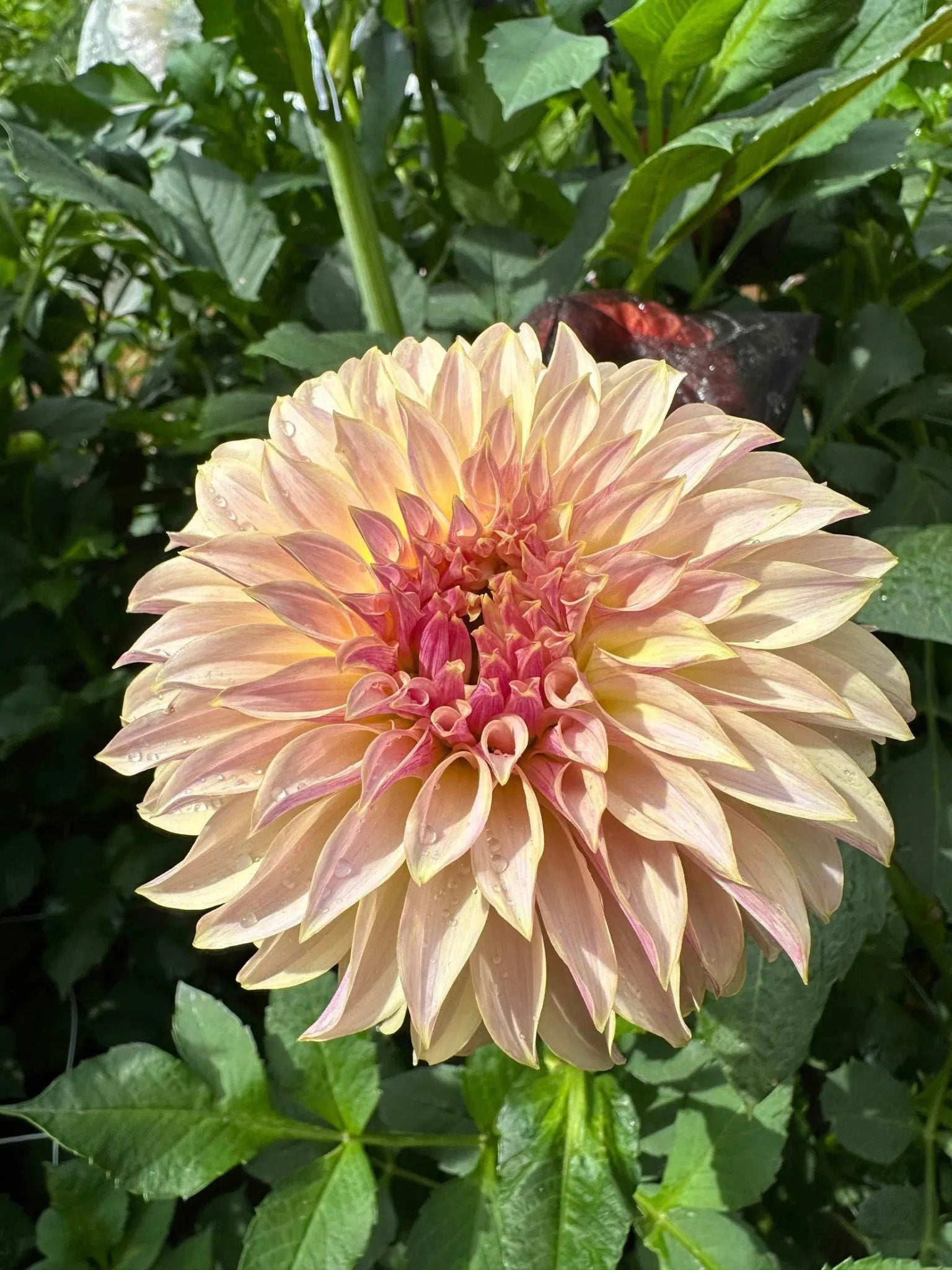 KA's® Champagne dahlia tuber - Pedaling Petals