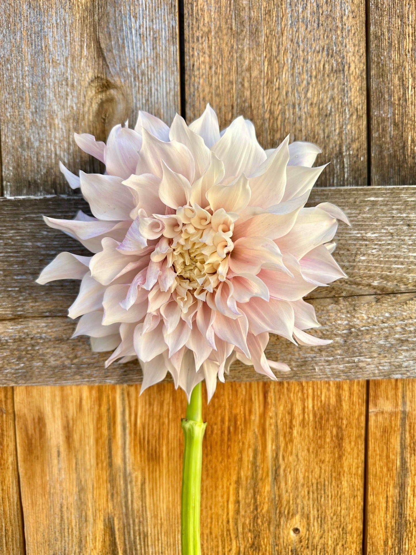KA's® Chiffon dahlia cutting - Pedaling Petals
