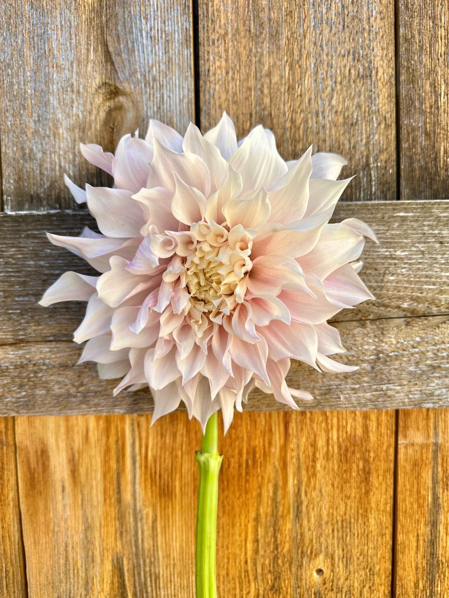 KA's® Chiffon dahlia cutting - Pedaling Petals