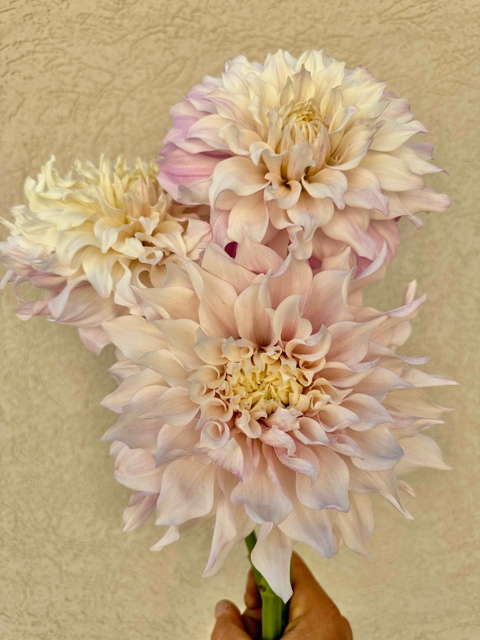 KA's® Chiffon dahlia cutting - Pedaling Petals