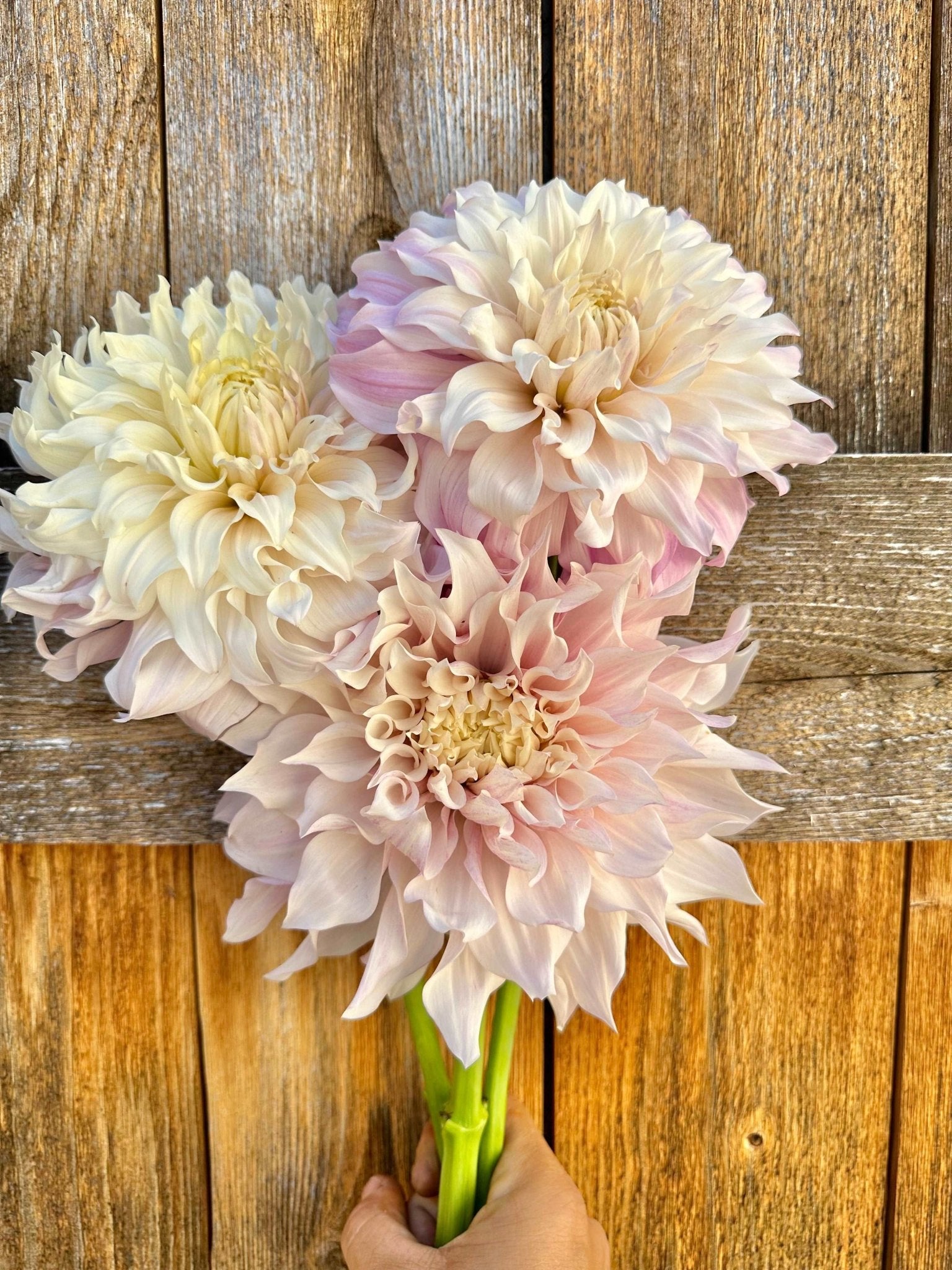 KA's® Chiffon dahlia cutting - Pedaling Petals