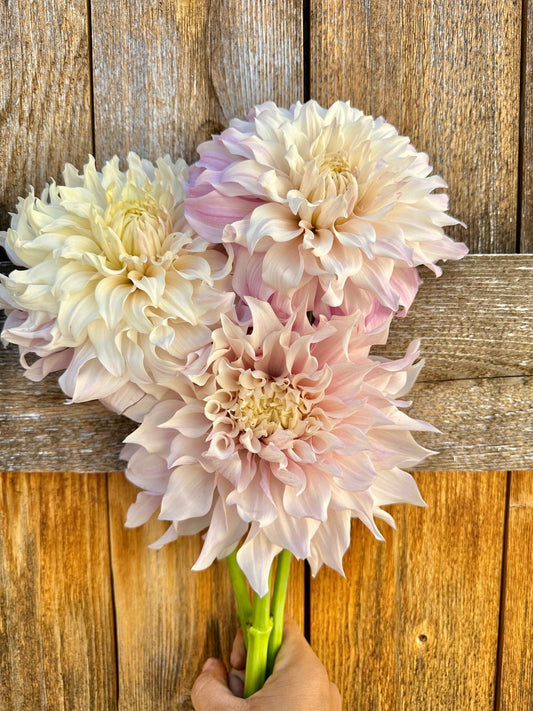 KA's® Chiffon dahlia cutting - Pedaling Petals