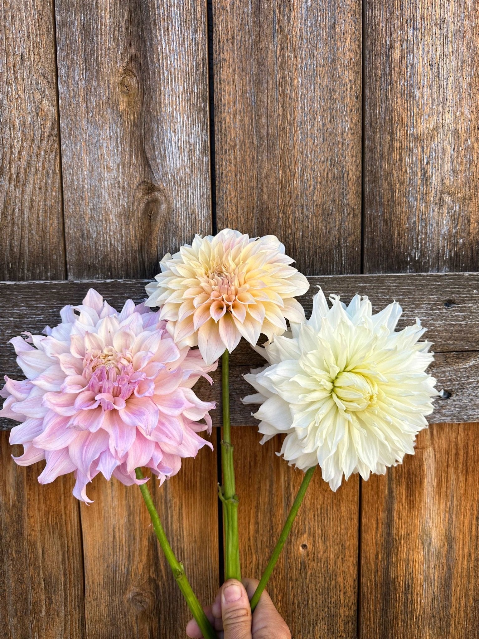 KA's® Chiffon dahlia cutting - Pedaling Petals
