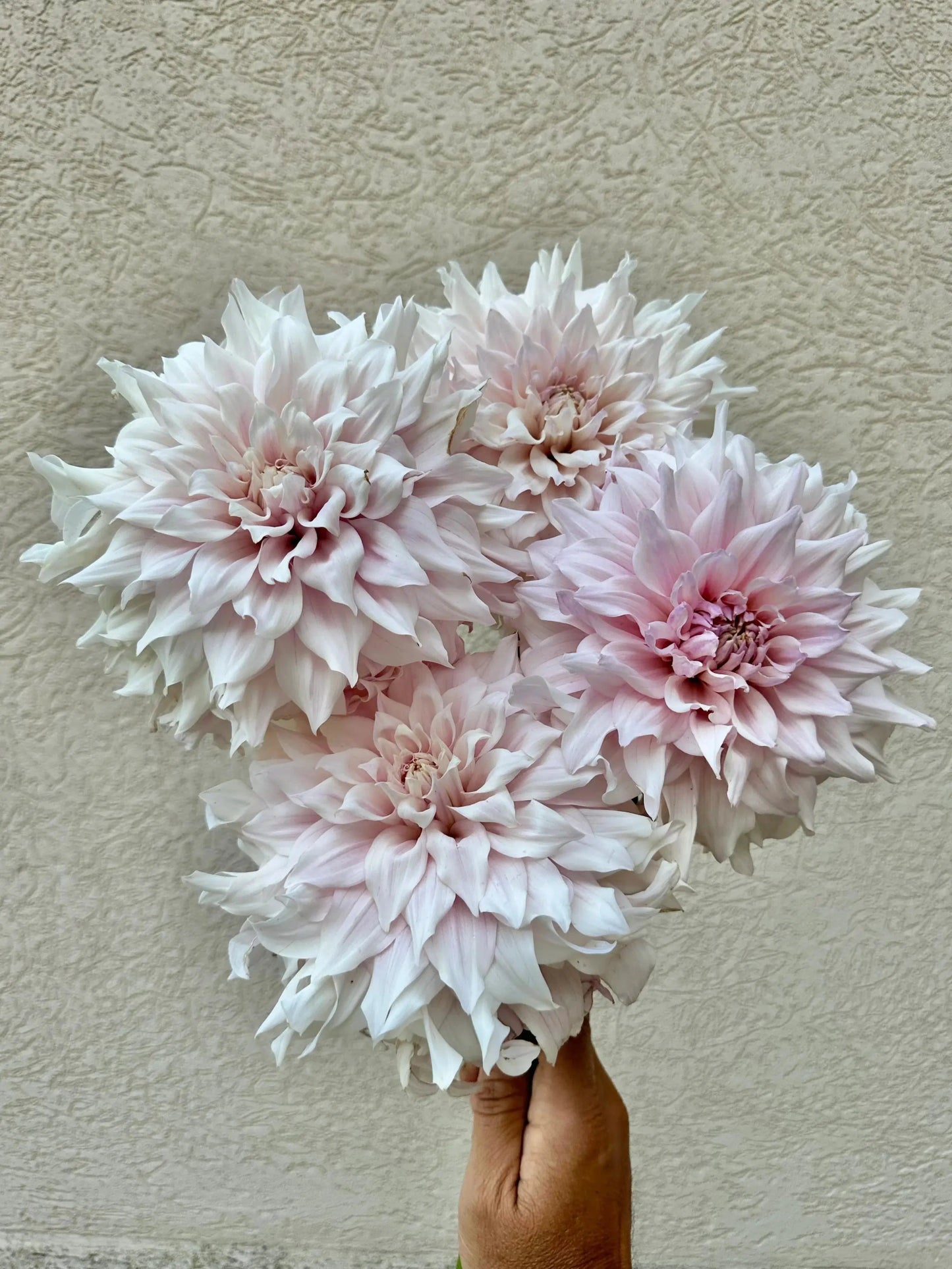 KA's® Chiffon dahlia tuber - Pedaling Petals
