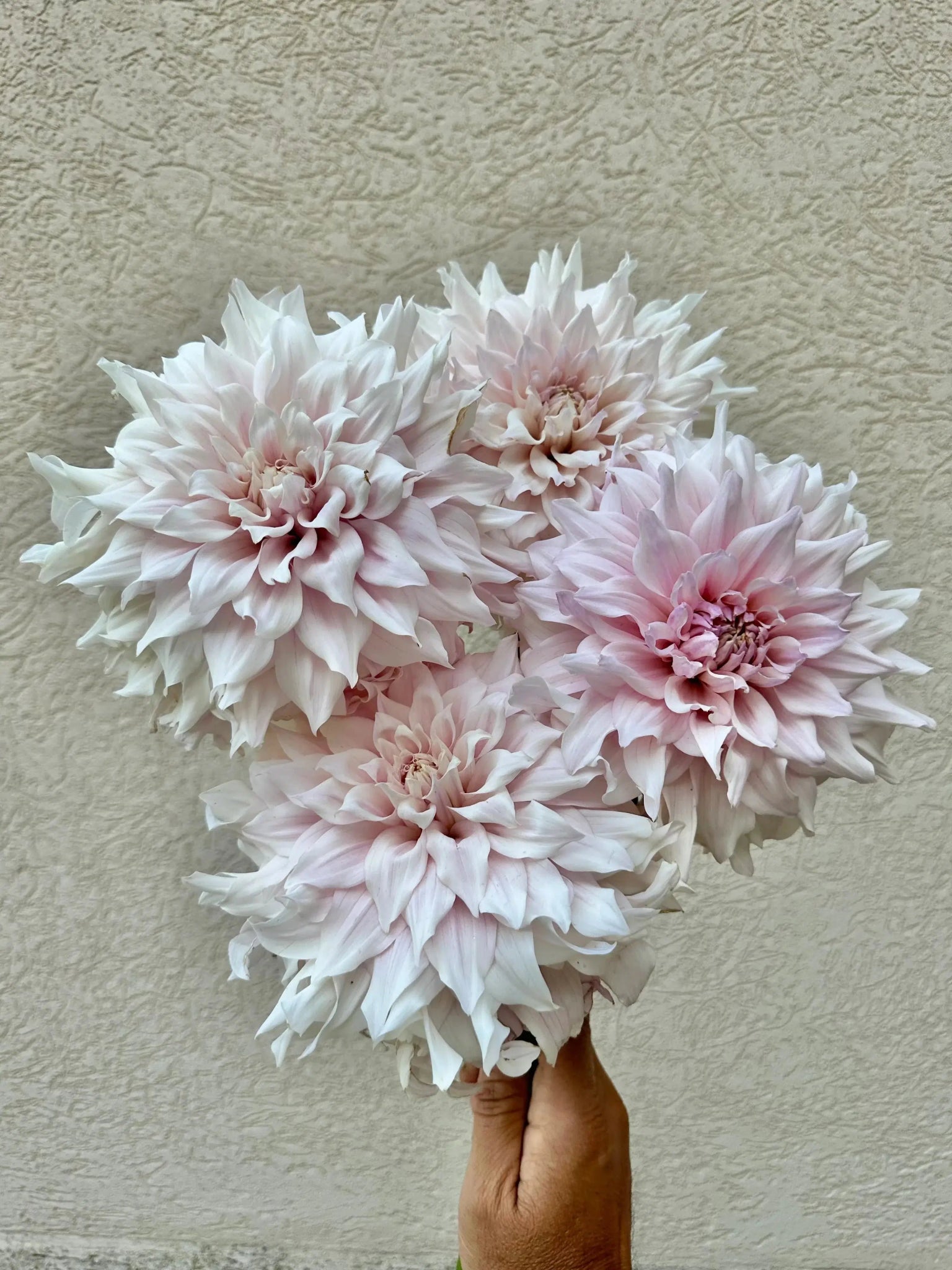 KA's® Chiffon dahlia tuber - Pedaling Petals