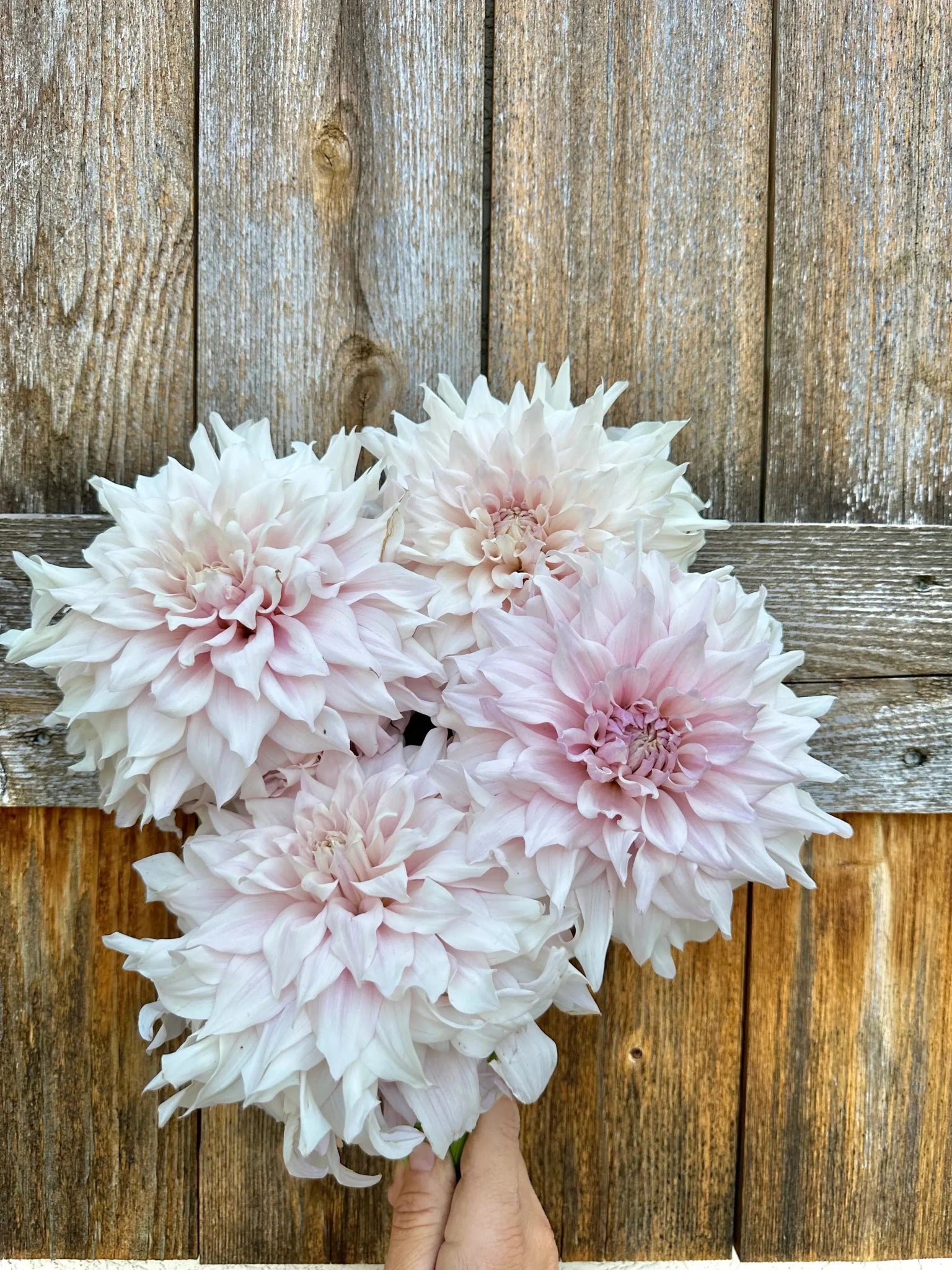 KA's® Chiffon dahlia tuber - Pedaling Petals