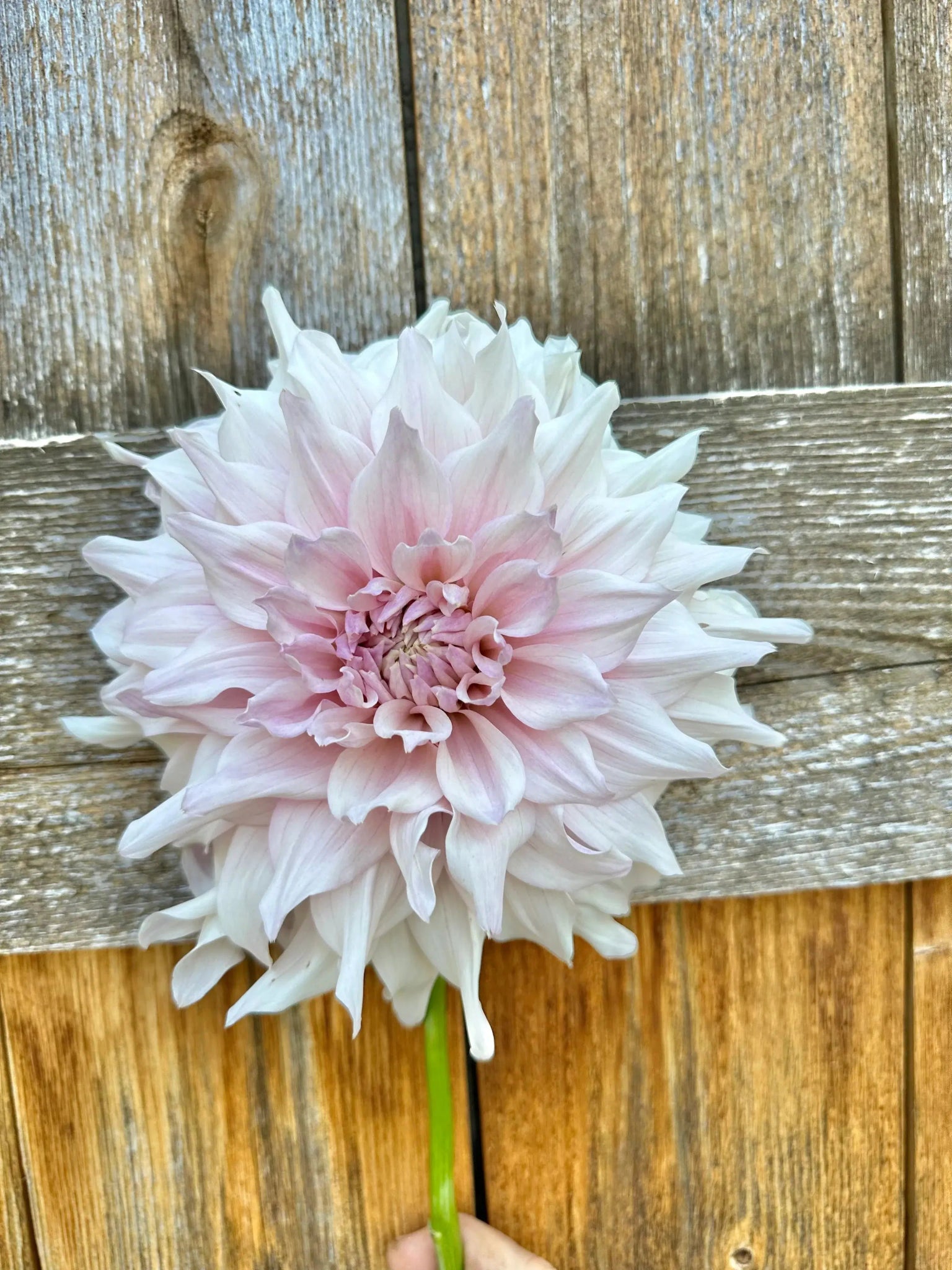 KA's® Chiffon dahlia tuber - Pedaling Petals
