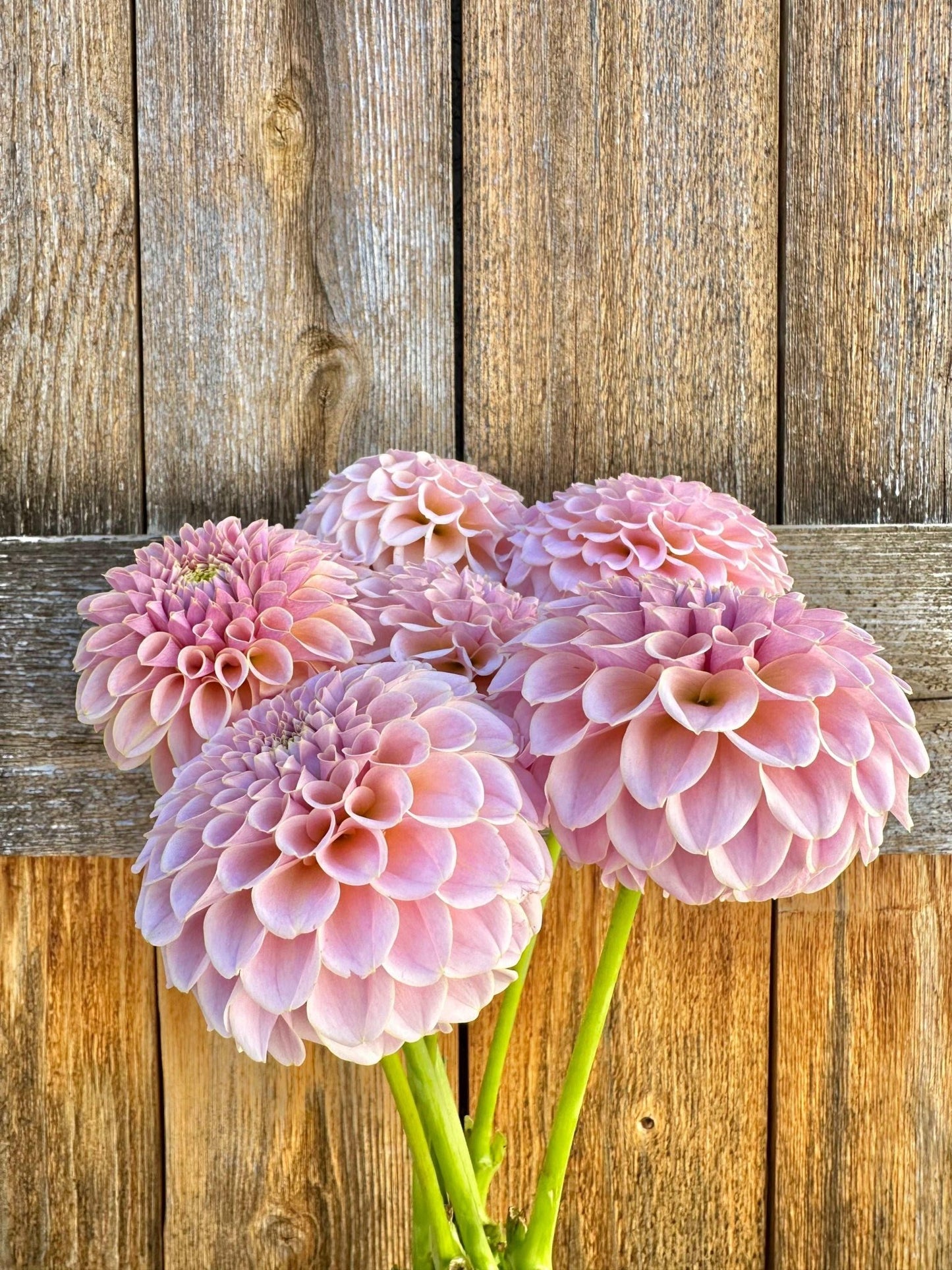 KA's® Cinder Rose dahlia cutting - Pedaling Petals