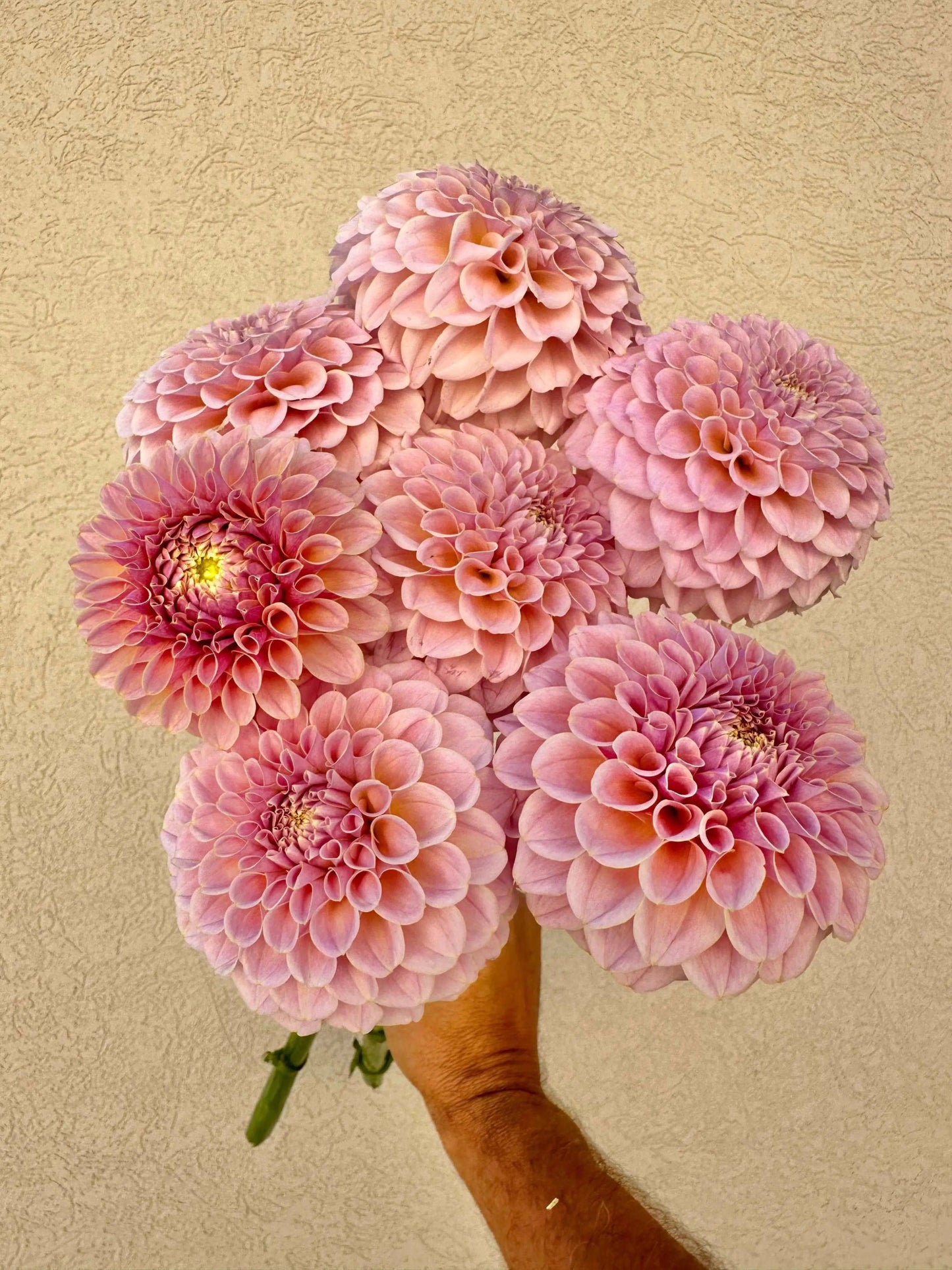 KA's® Cinder Rose dahlia tuber - Pedaling Petals