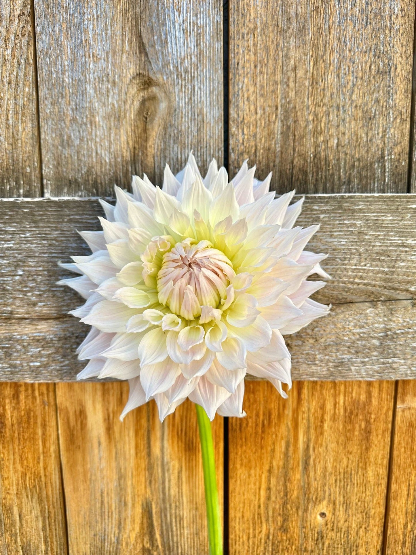 KA's® Cloud dahlia tuber - Pedaling Petals